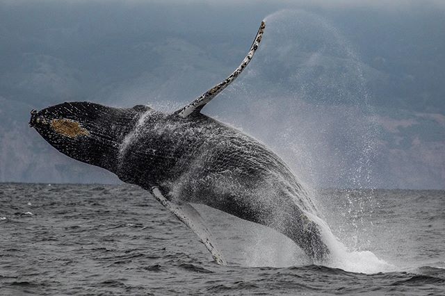 So the 2019 Farallon Island Whale Watching season has come to an end. I&rsquo;ve seen some truly incredible things during my time at the islands and wish it wasn&rsquo;t ending so soon. Thank you @oceanic.society for giving me the honor and privilege