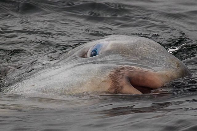 Perhaps not the &ldquo;prettiest&rdquo; fish in the world, the Ocean Sun Fish or Mola Mola is by far one of the more interesting sightings we can have while on one of the @oceanic.society whale watching!! They are the largest bony fish in the world w
