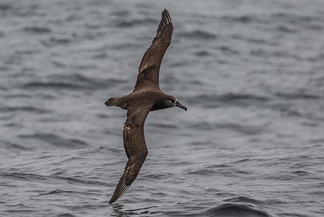 The Black Footed Albatross is one of my favorite birds I got to see with the @oceanic.society. Watching these massive birds glide for what seems like miles with out flapping their wings is one of the most mesmerizing things you can see in nature. #bi