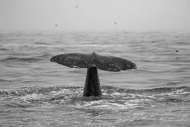 These are the tails of the three main Whale species we see out at the Farallon Islands. #1 is a Gray Whale, #2 is a Humpback, #3 is a Blue Whale. While very different in size and nature, these whales are equally awesome to see!!! #wildlife #ocean #oc