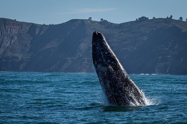 In less than a month I will have been working with the @oceanic.society for a year, and I can&rsquo;t believe how fast it&rsquo;s gone. I started during the gray whale northbound migration, where we launched out of Half Moon Bay and spent hours looki
