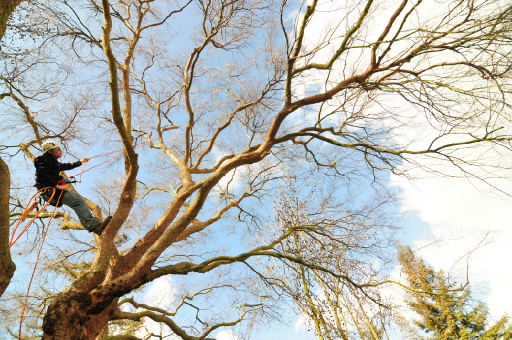 tree-trimming-2.png