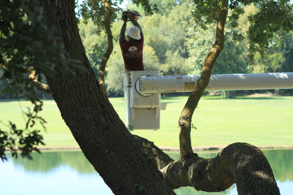 tree-trimming.jpg