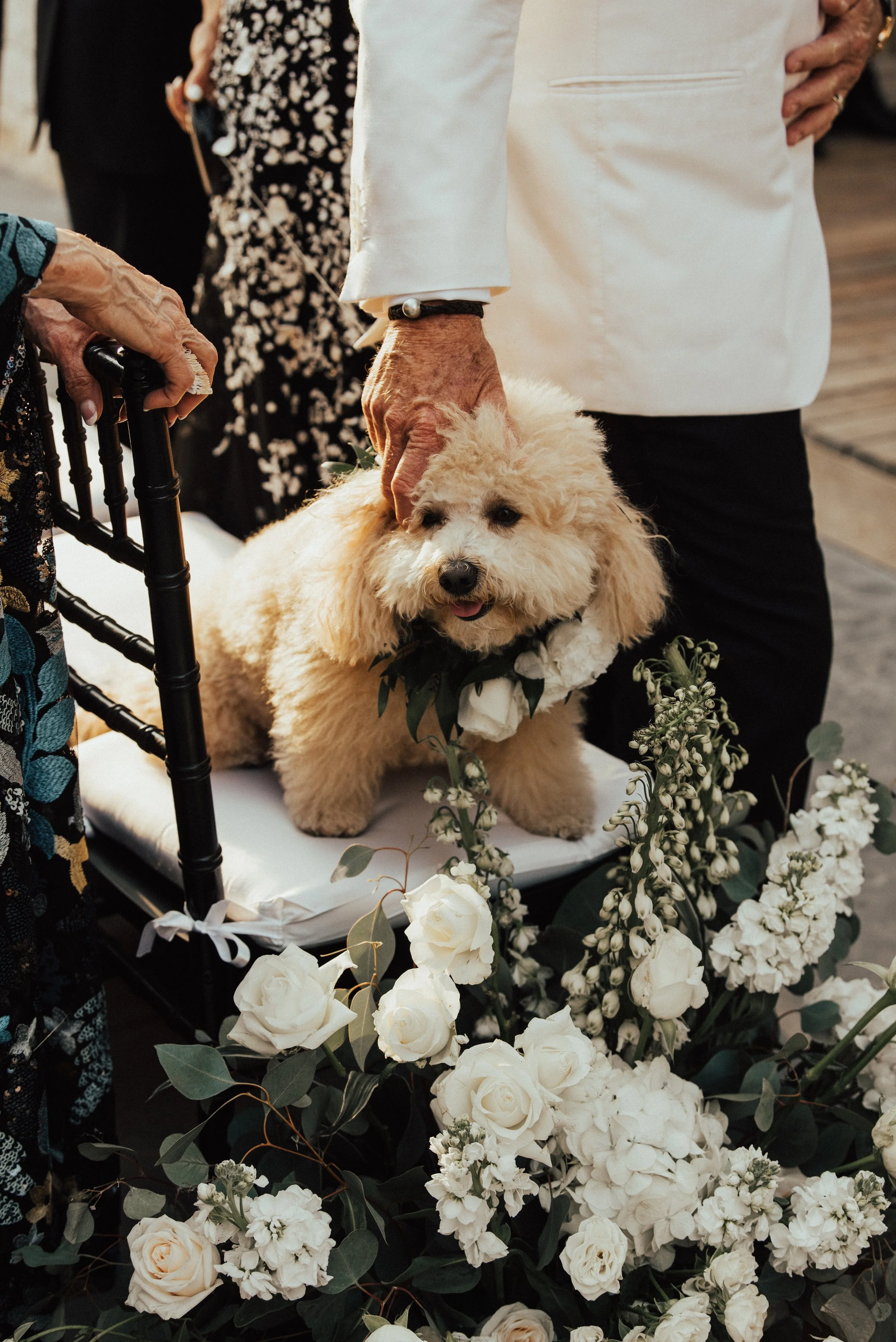 Ring Bear dog sitting on chair during a wedding ceremony. A white floral arrangement can be seen below it