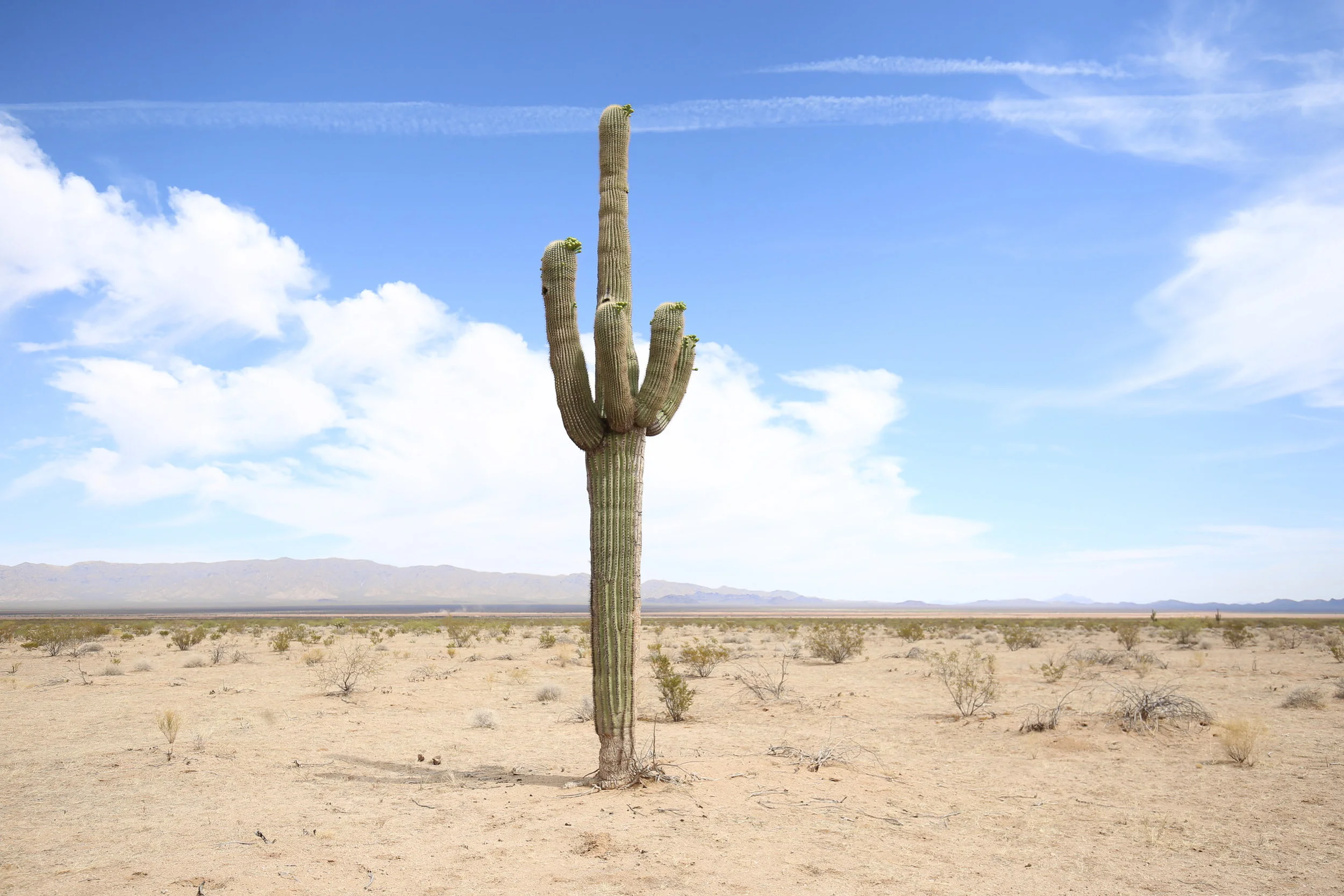 saguaro-cactus-az-desert