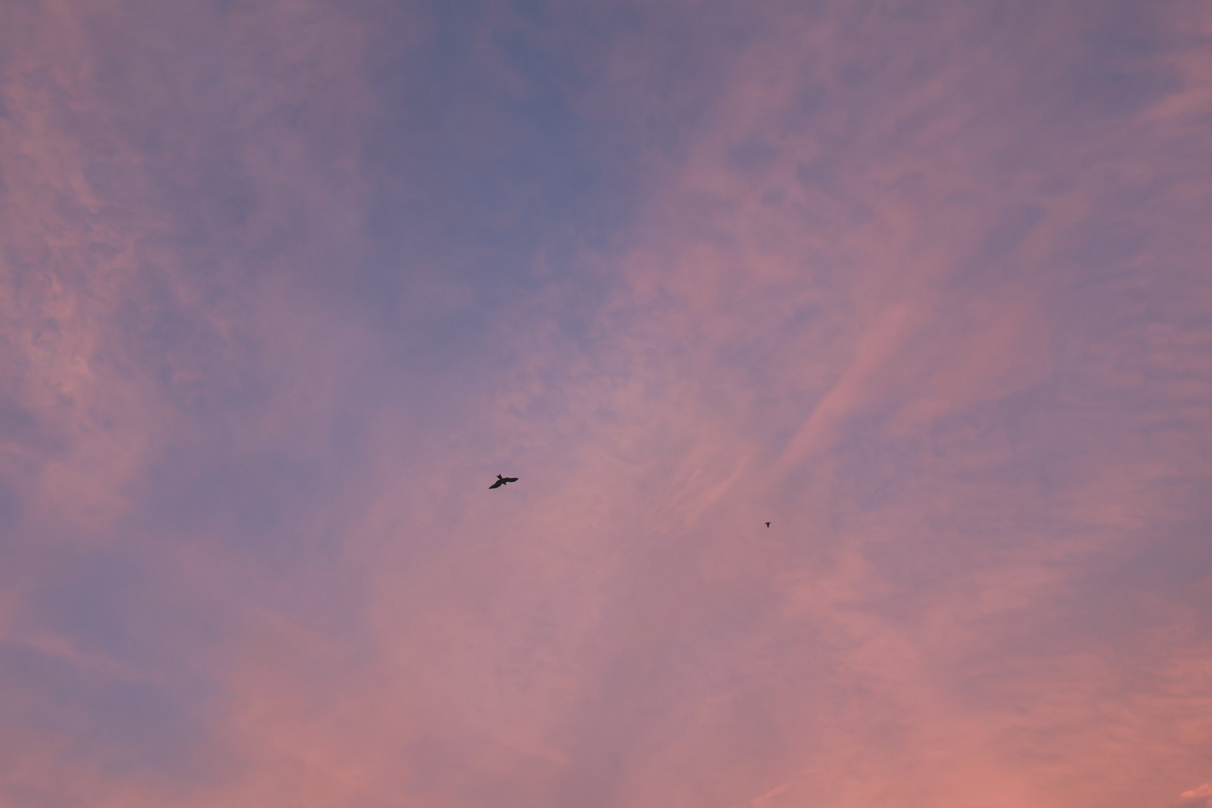 birds sunset