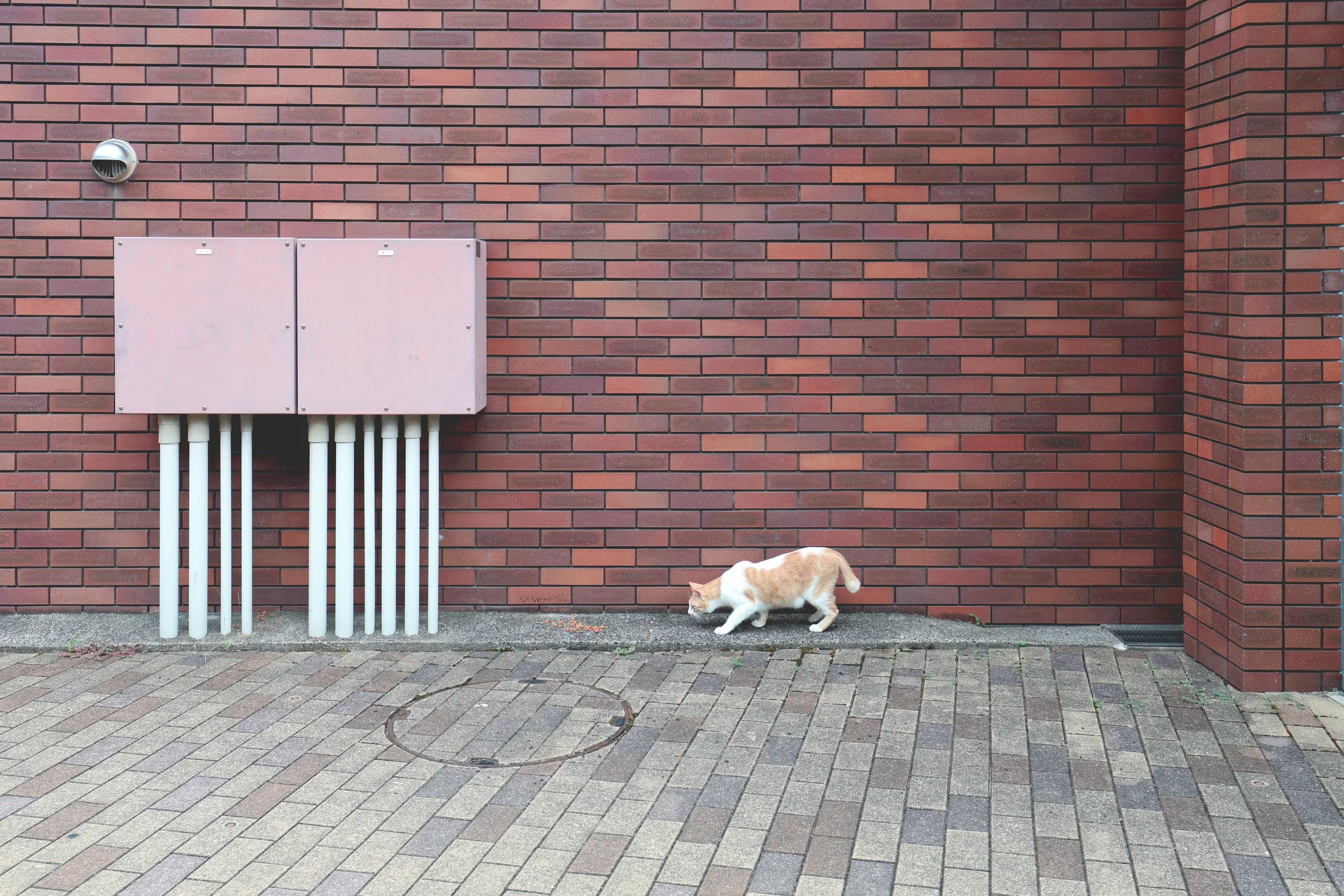 Nagasaki cats