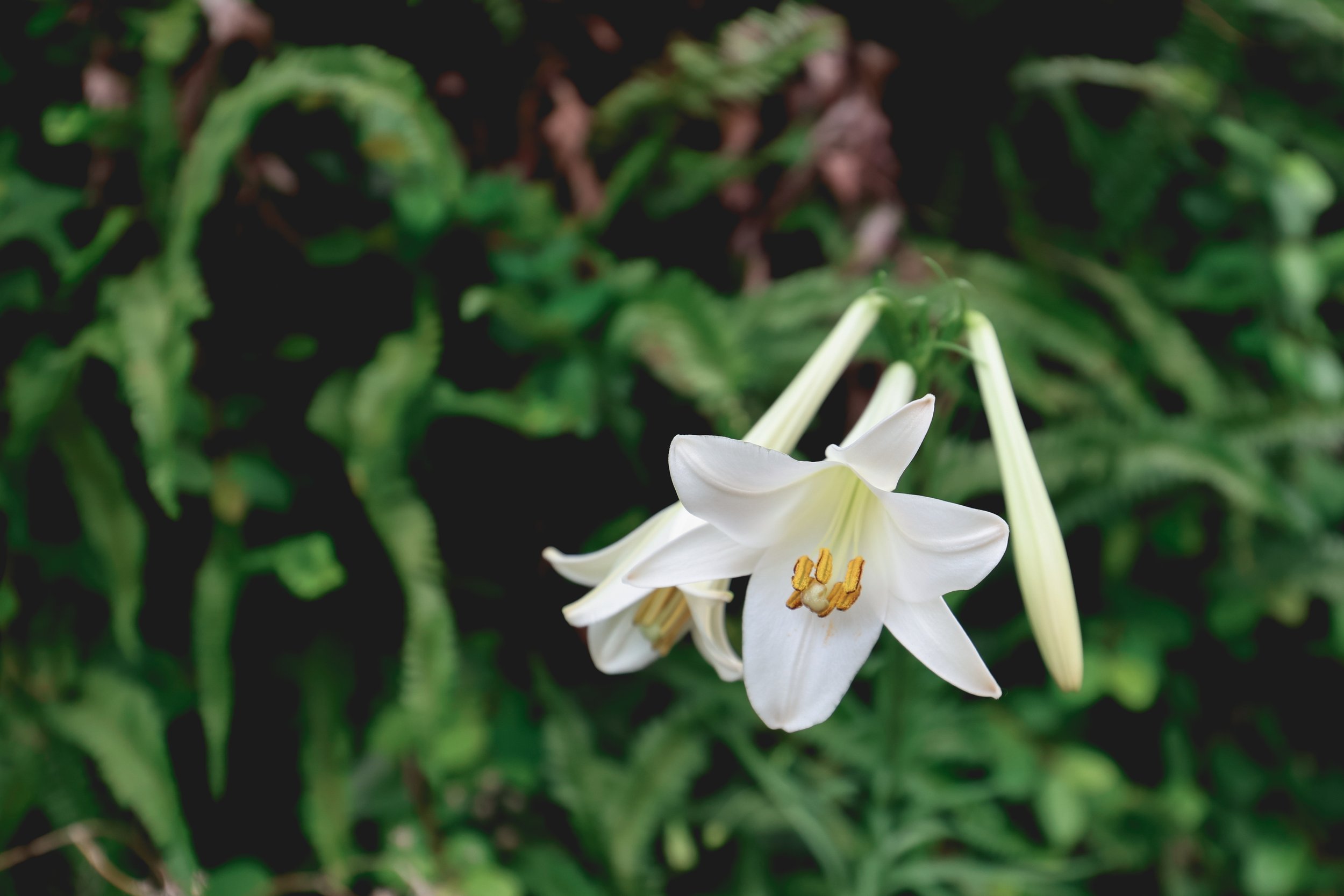 Nagasaki lilies