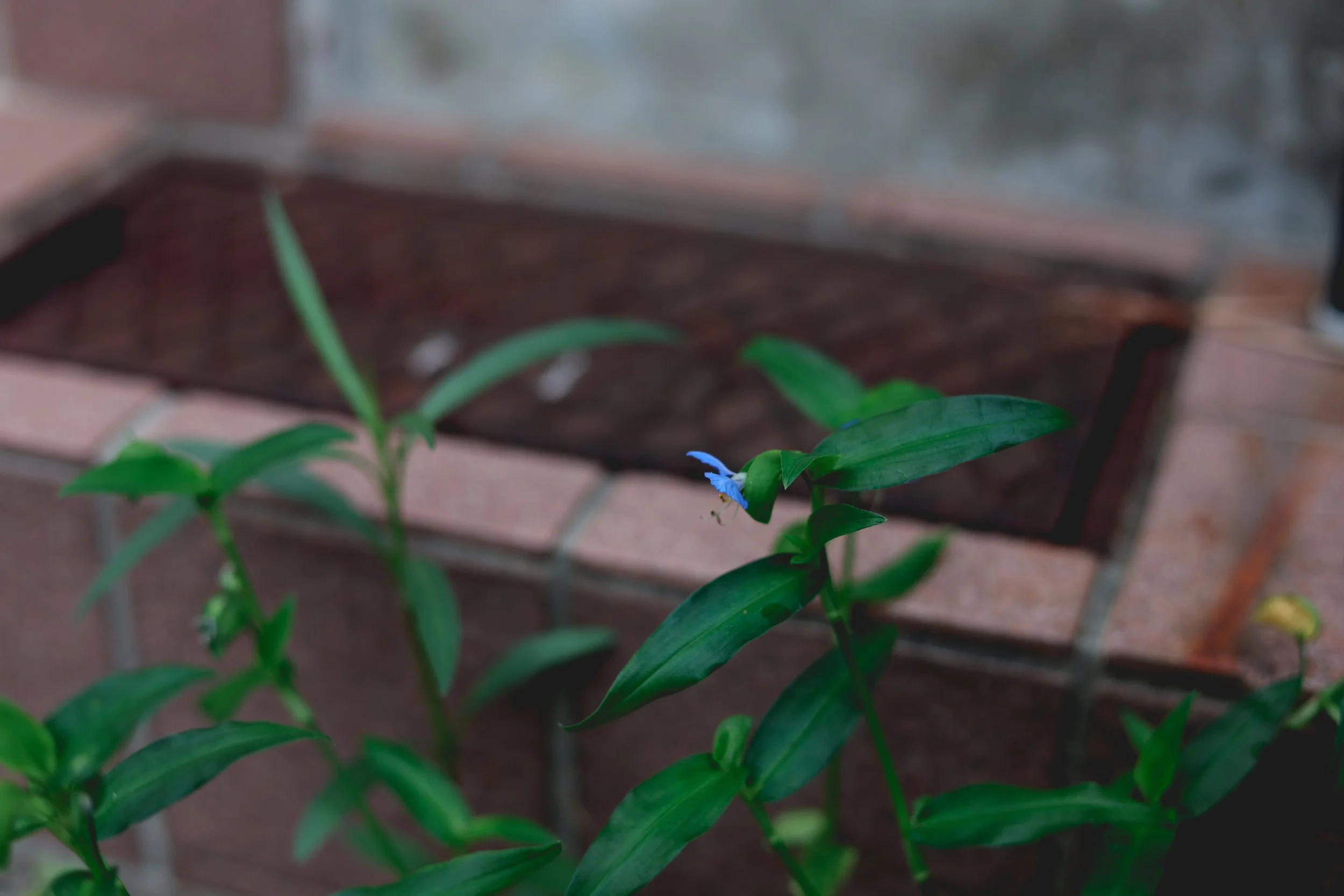 asiatic dayflower nagasaki