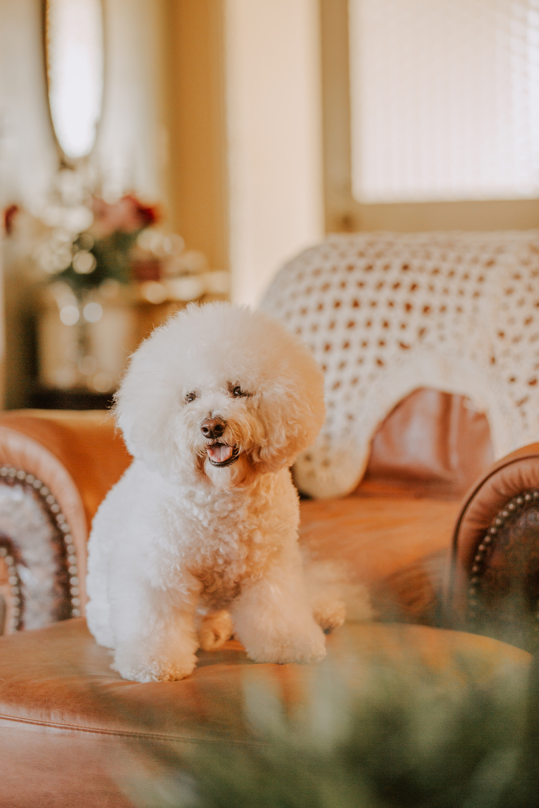 Bichon Rescue of Orange County