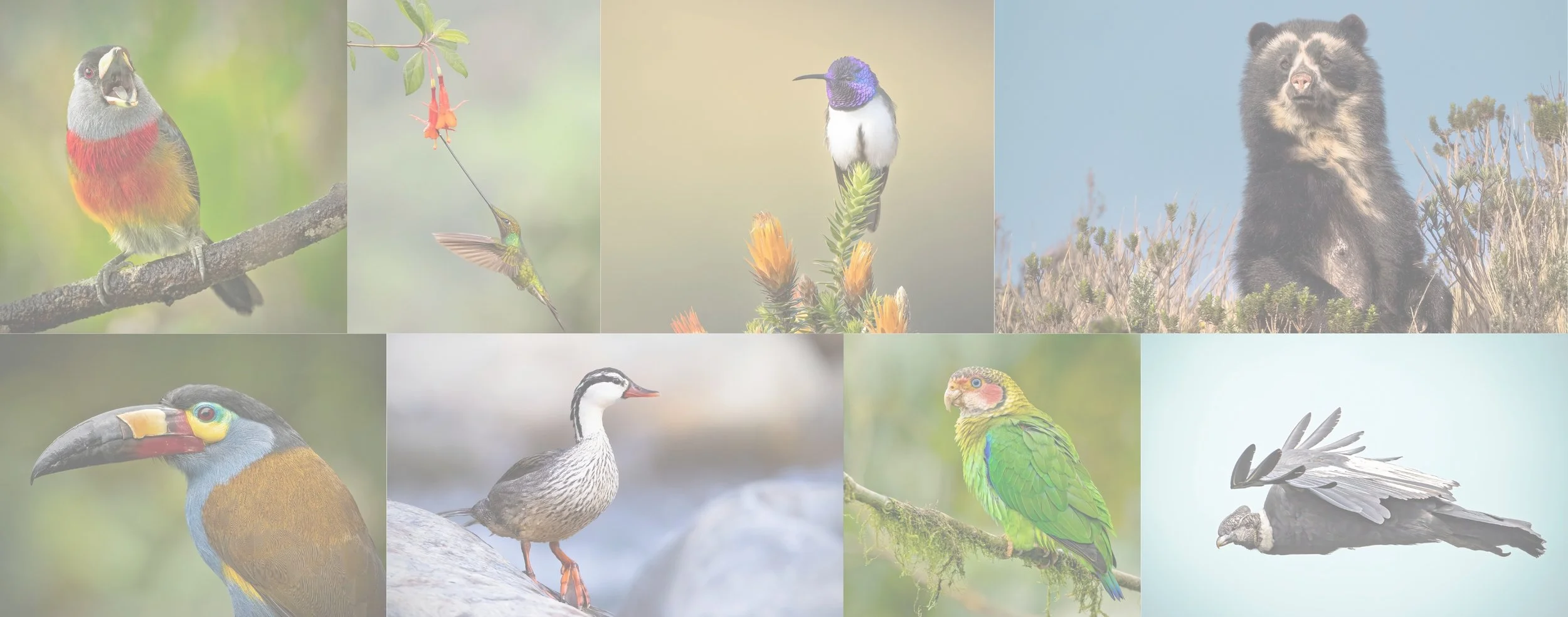 ecuador-2025-bird-photography-tour-website-banner.jpeg (Copy)