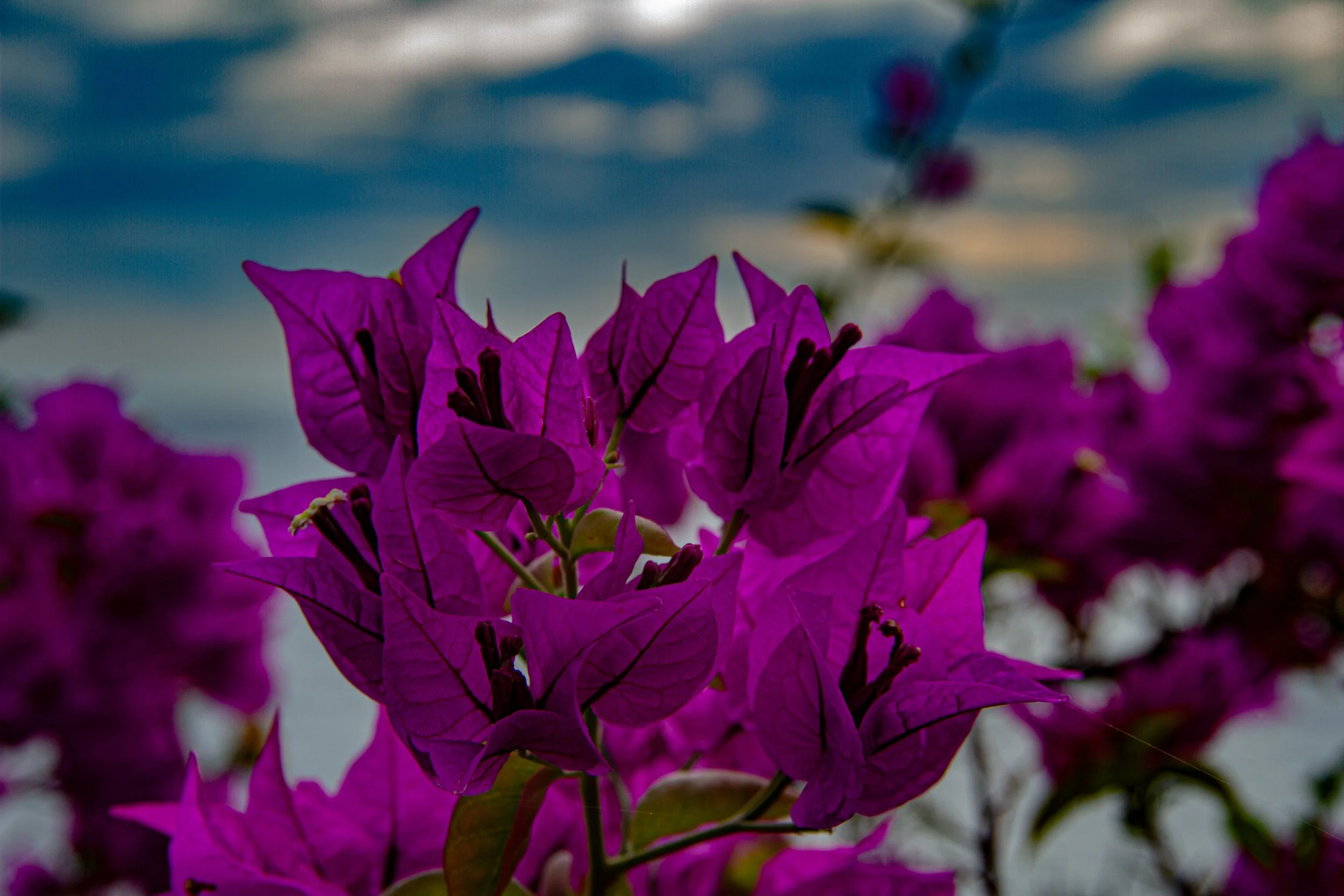 Mediterranean Bloomscape