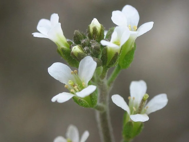 arabidopsis_thalliana.jpg