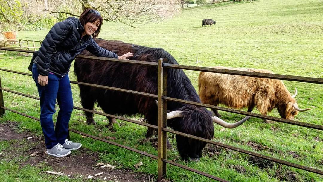 Heeland Coos (Highland Cows). 