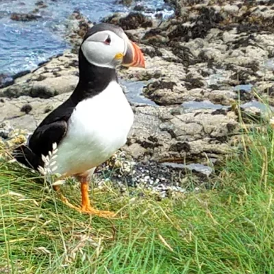 Puffin on Staffa