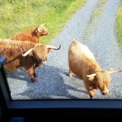 Highland coos looking for a ride