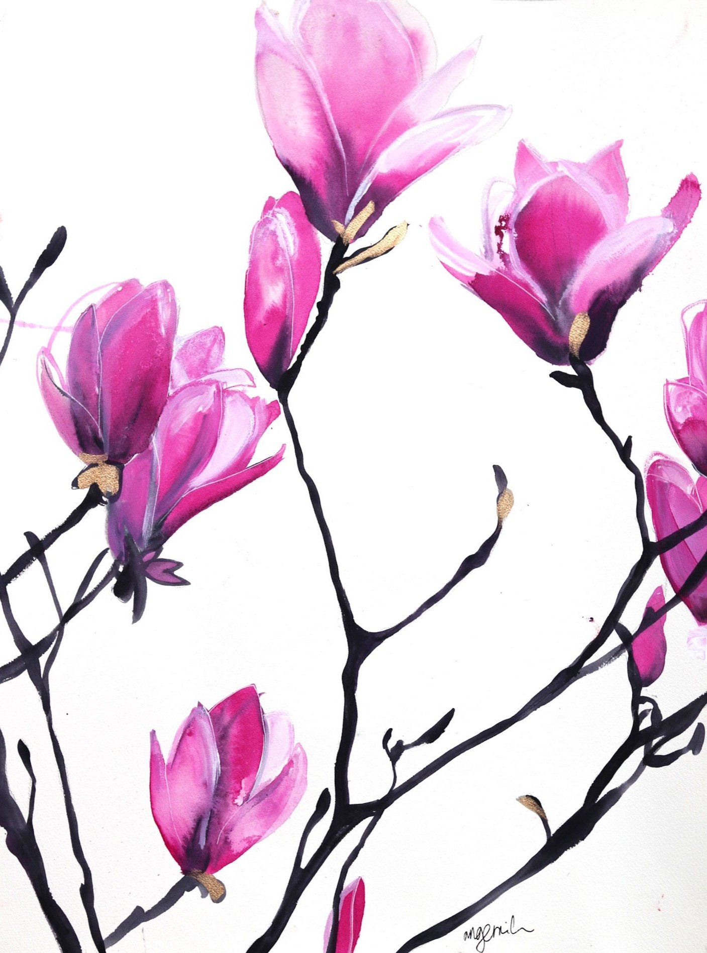 Magnolia-study-1.jpg
