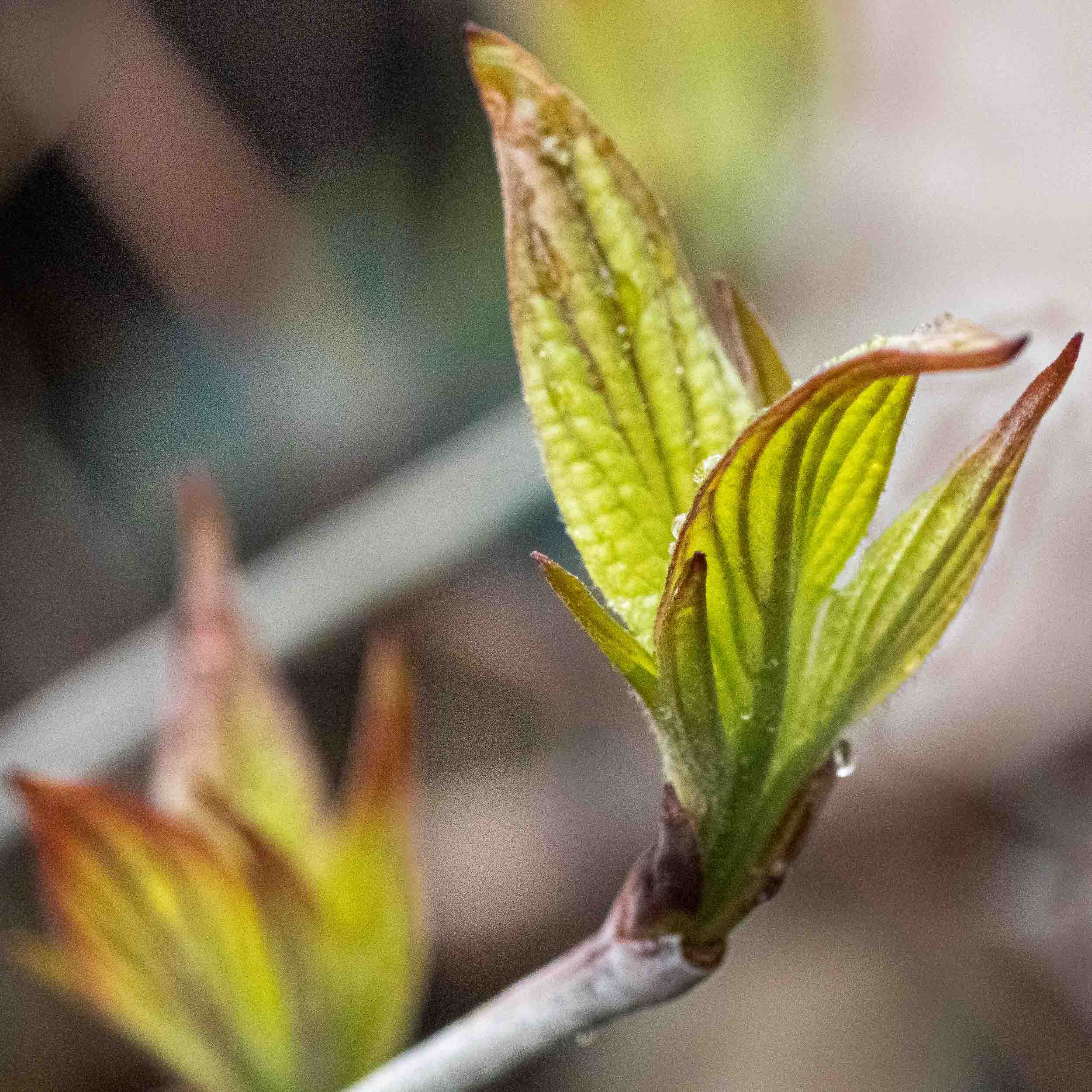 LeafBuds-1.jpg