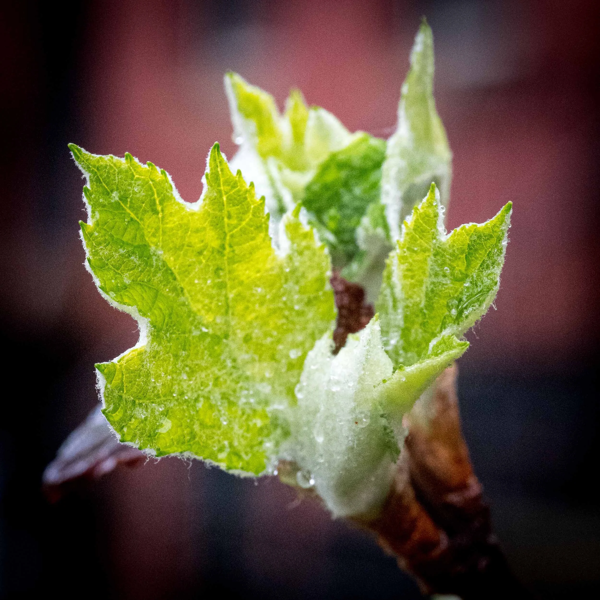 LeafBuds-7.jpg