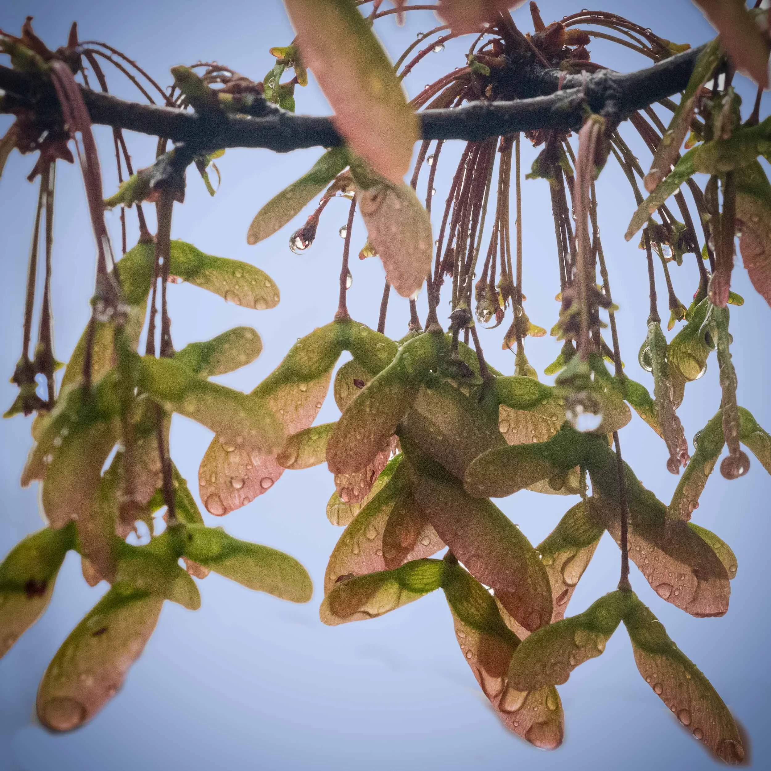 LeafBuds-6.jpg