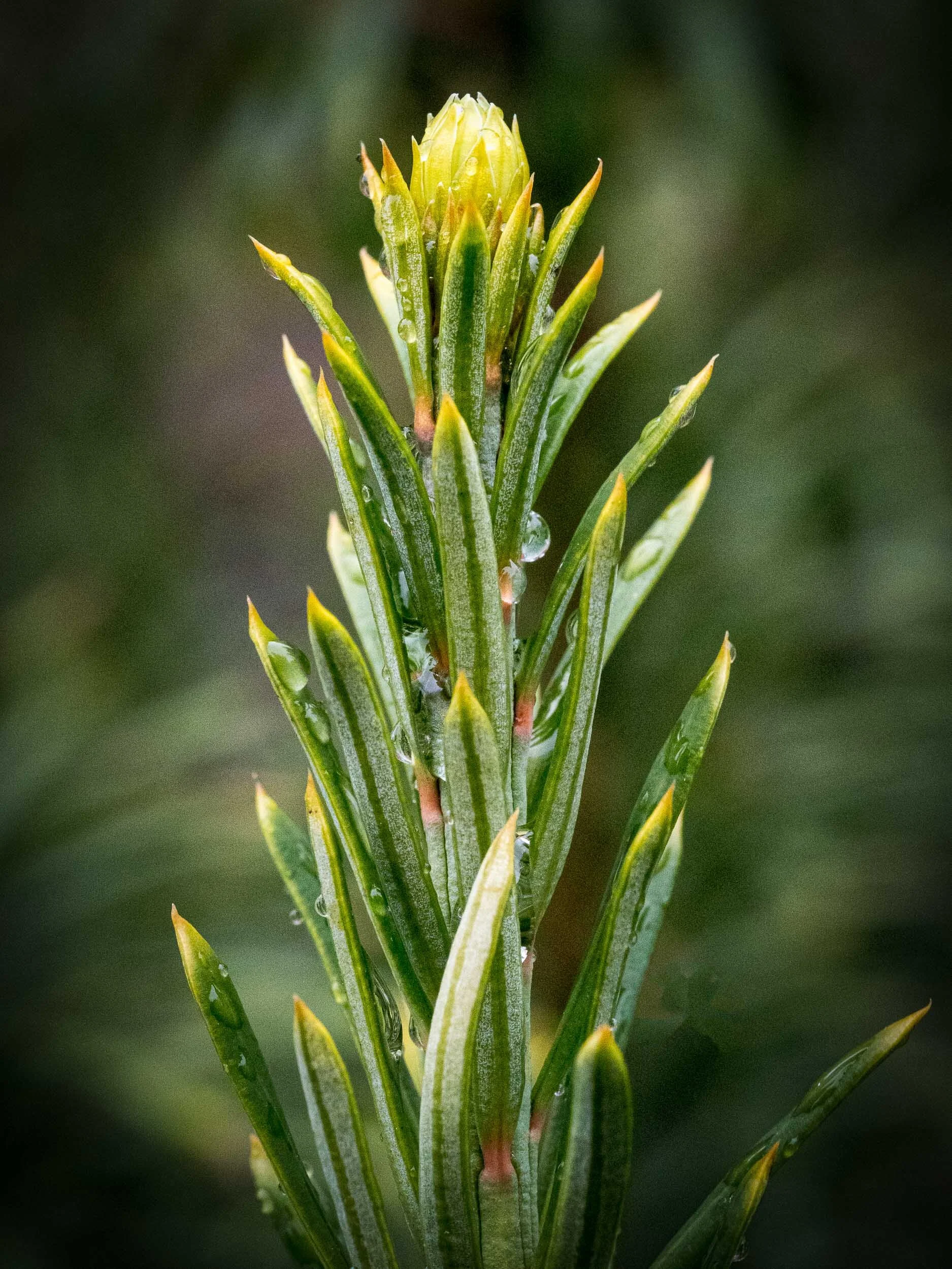 LeafBuds-8.jpg