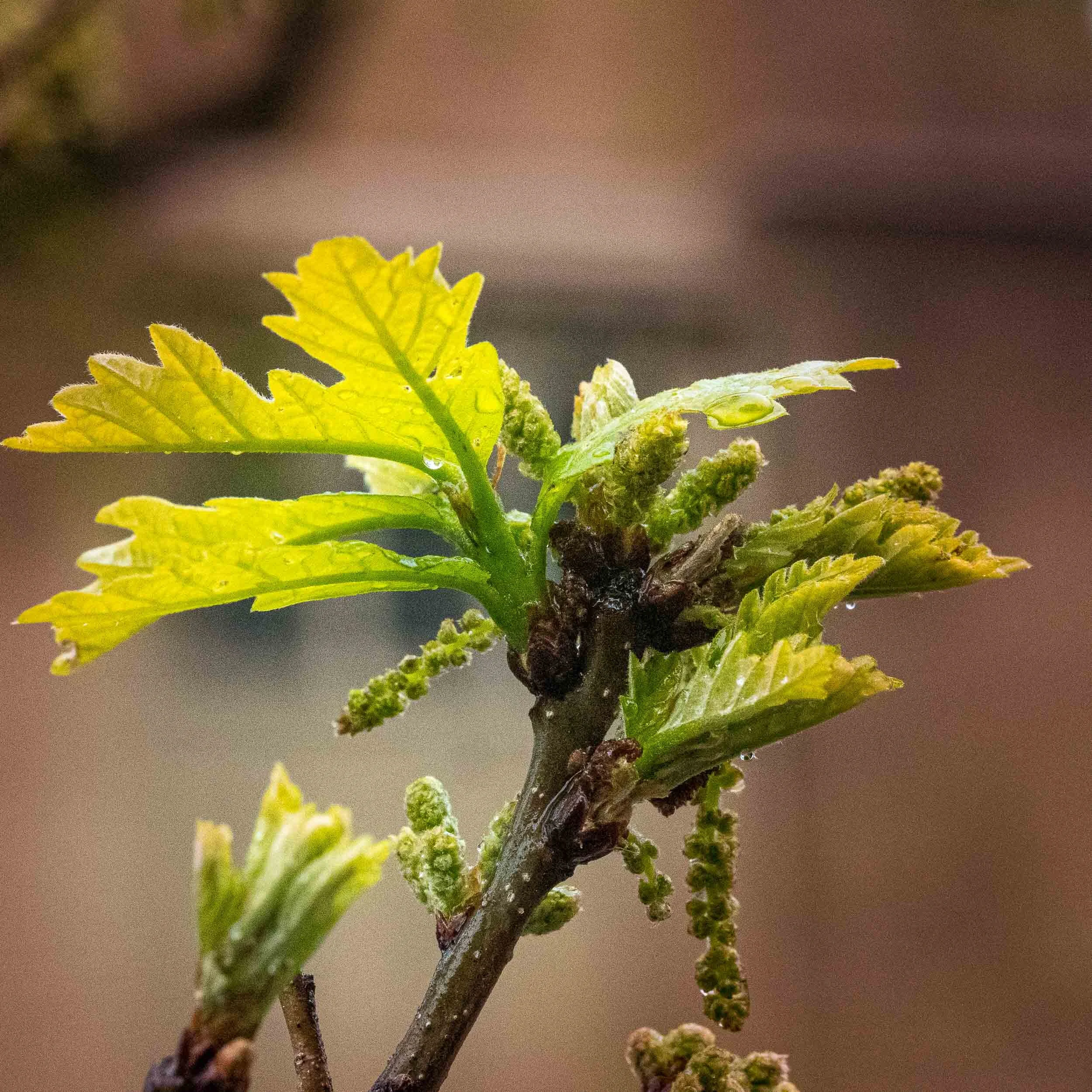 LeafBuds-10.jpg