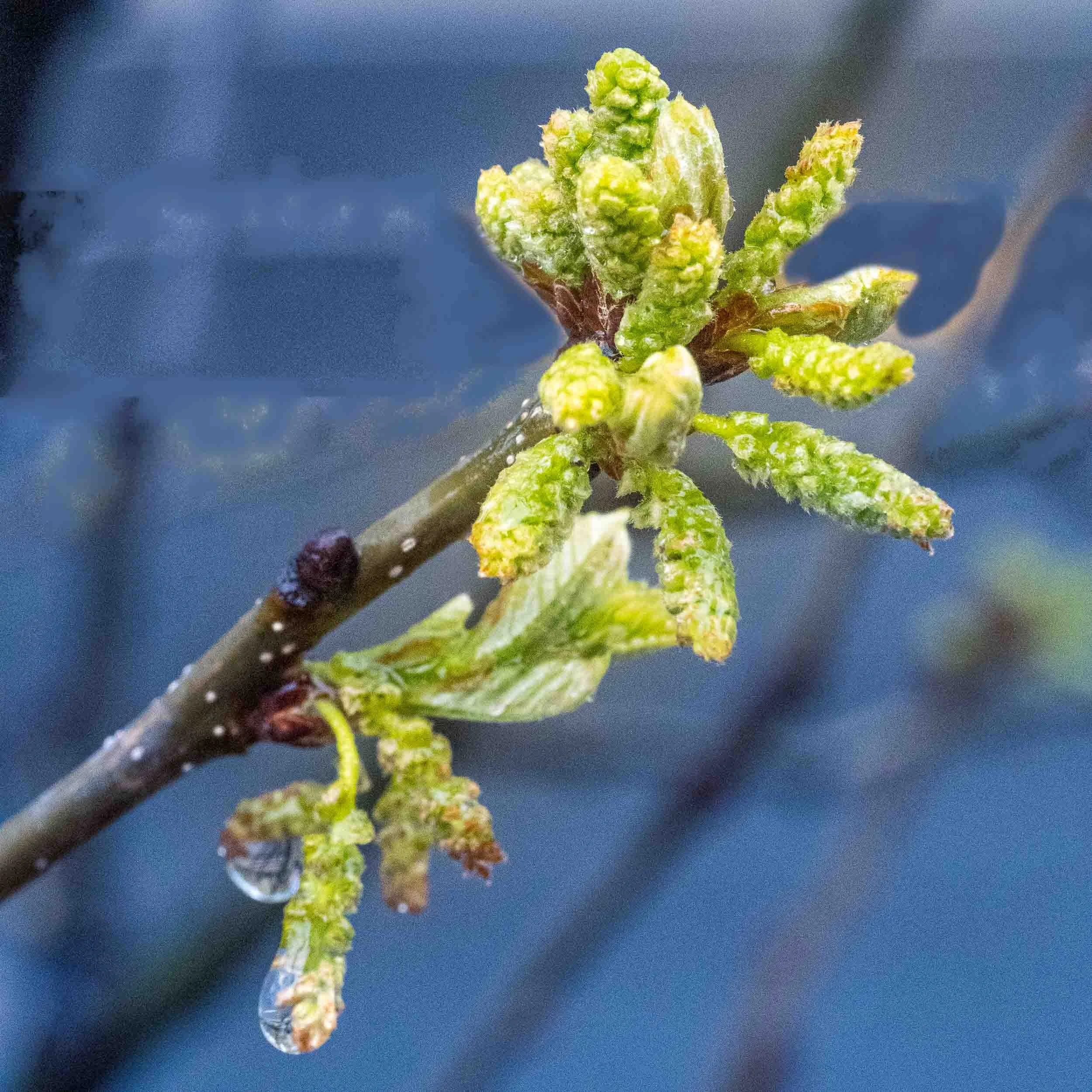 LeafBuds-11.jpg