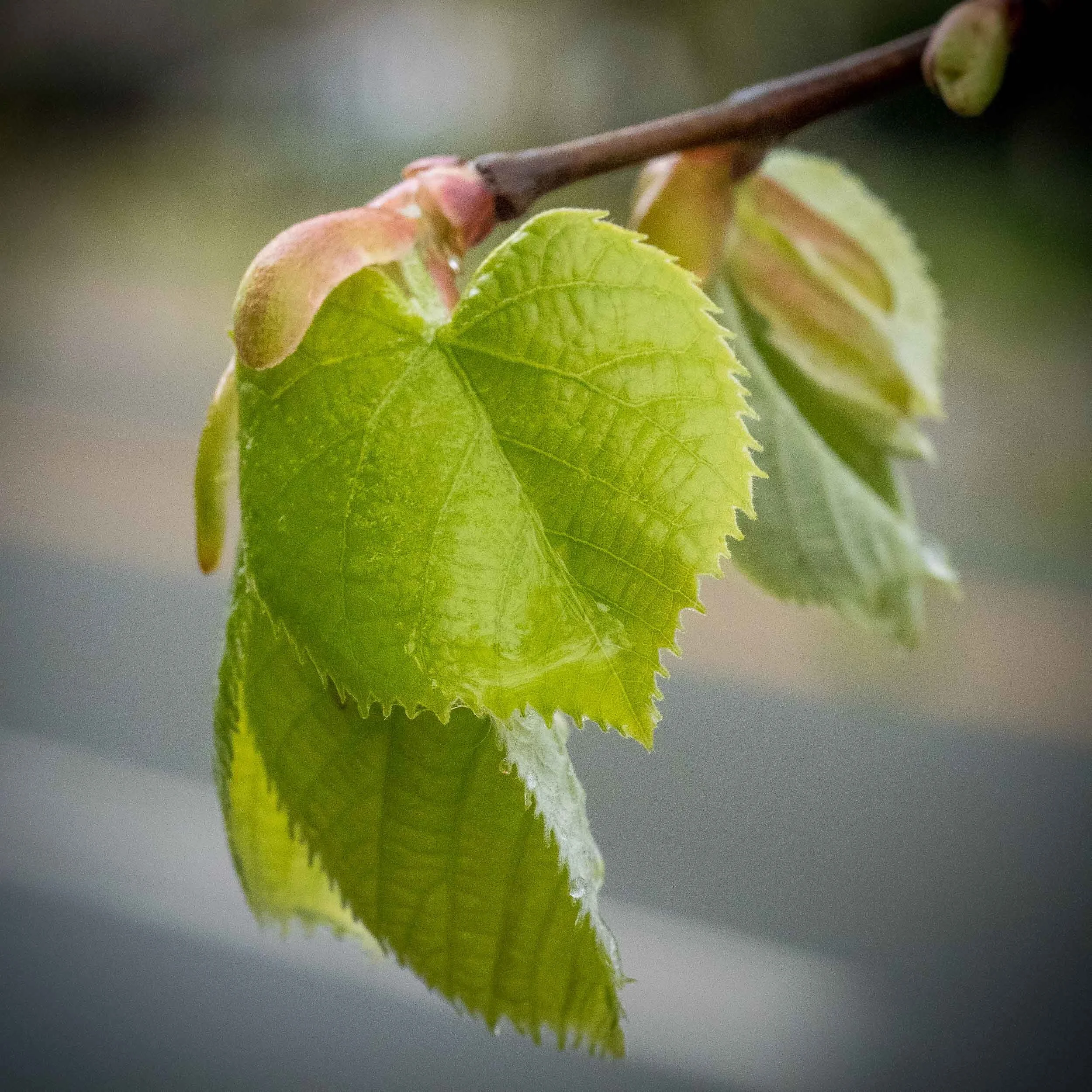 LeafBuds-12.jpg