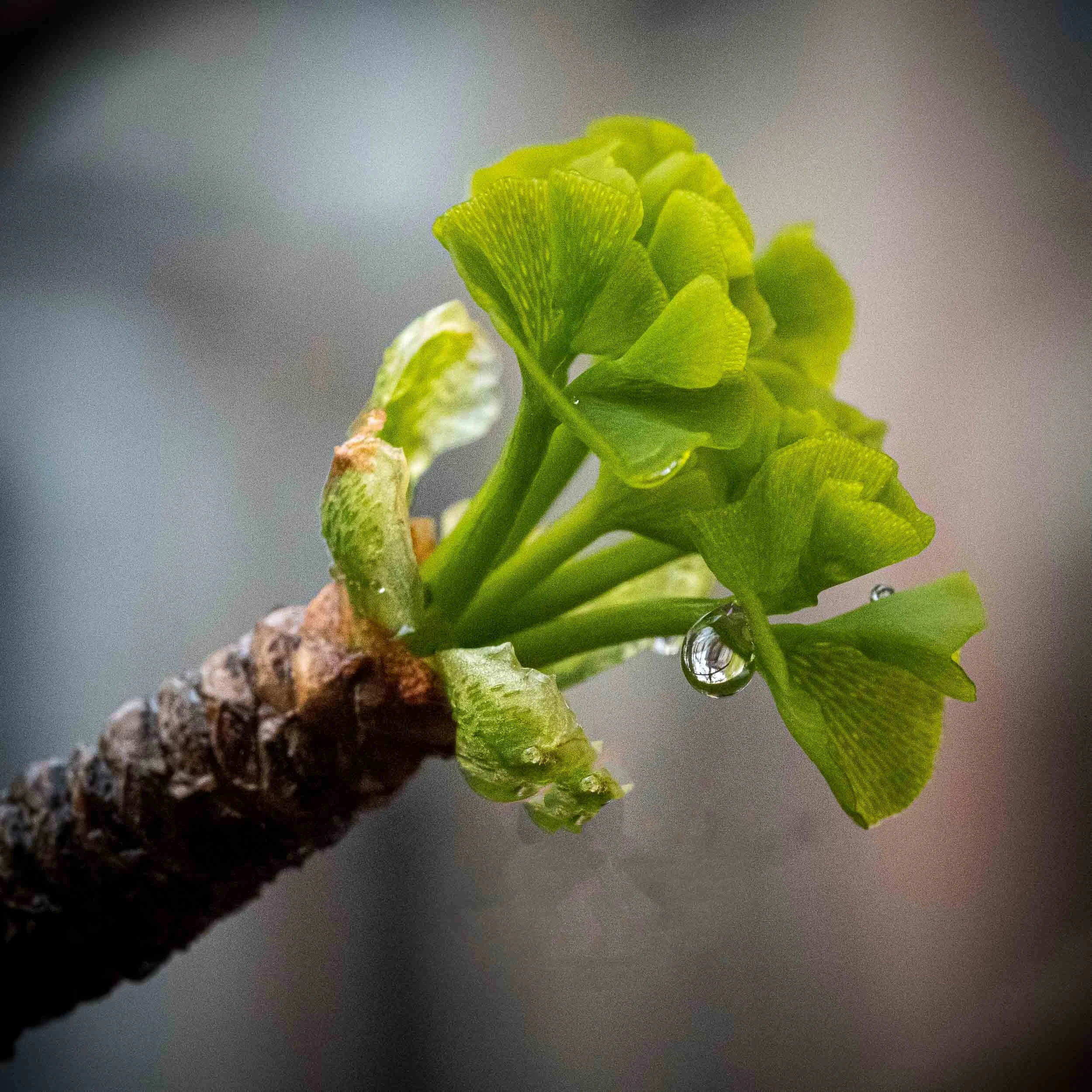 LeafBuds-3.jpg