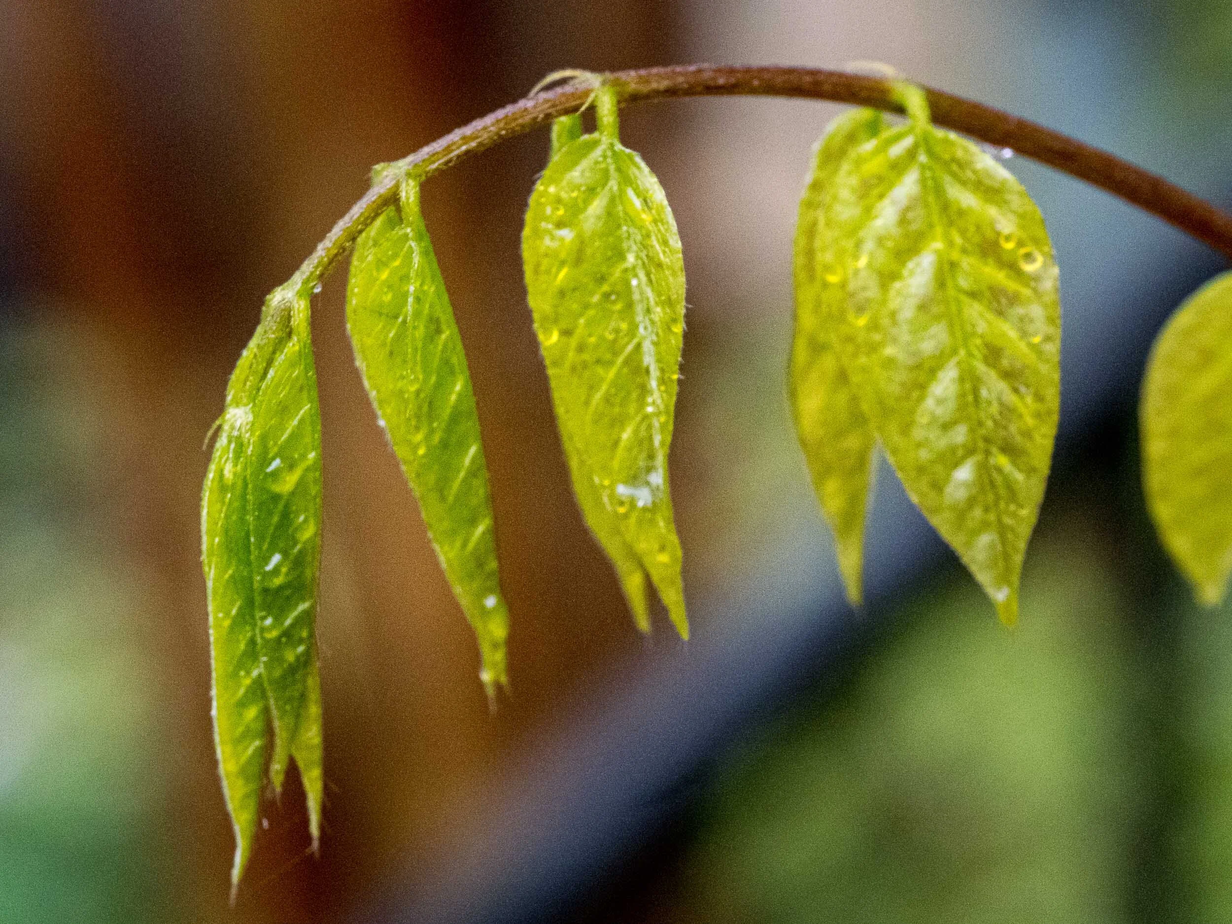 LeafBuds-2.jpg
