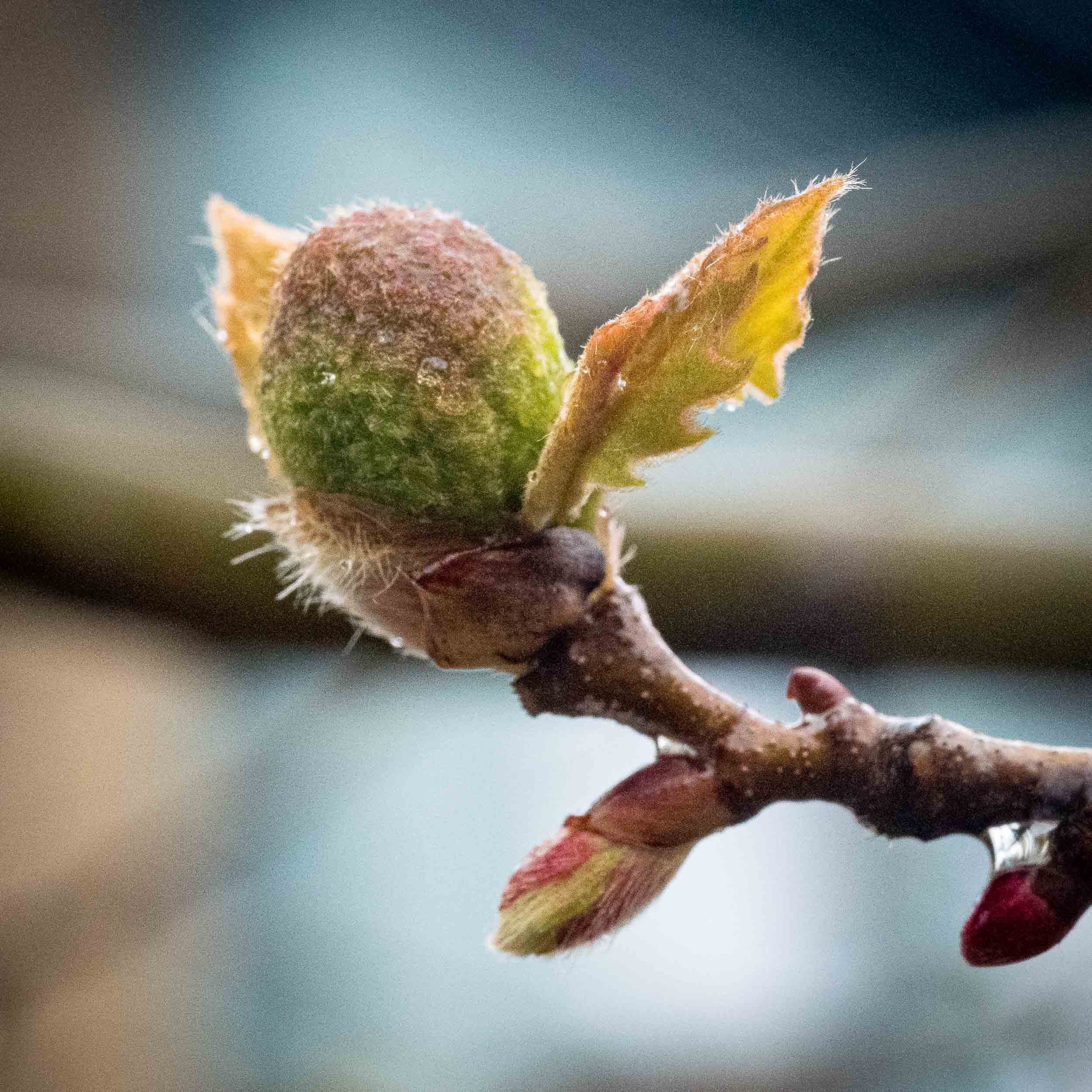 LeafBuds-5.jpg