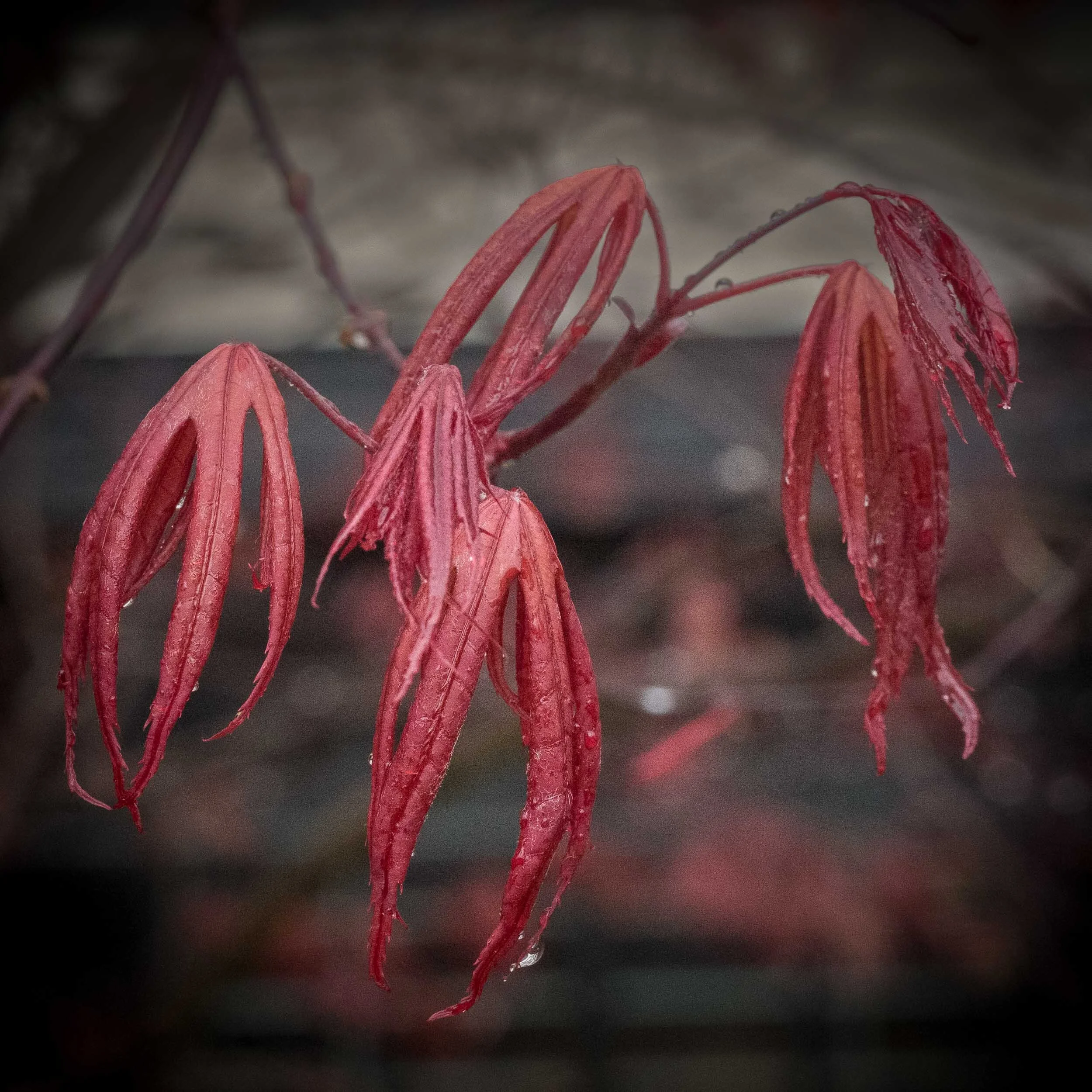 LeafBuds-4.jpg