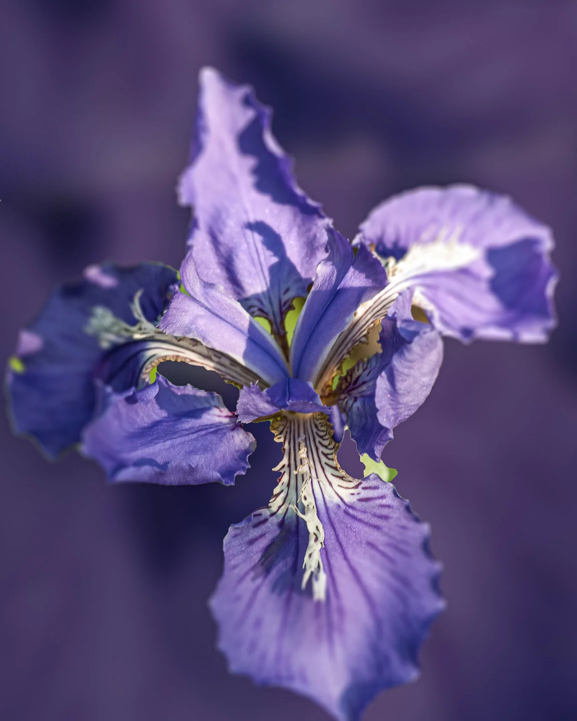 _IGP3150-Edit.jpg
