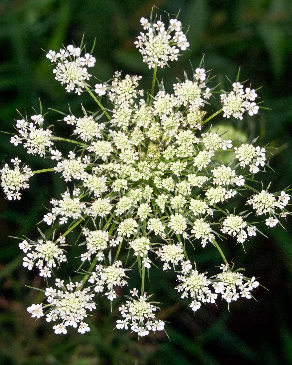 58 Queen Anne's Lace.jpg