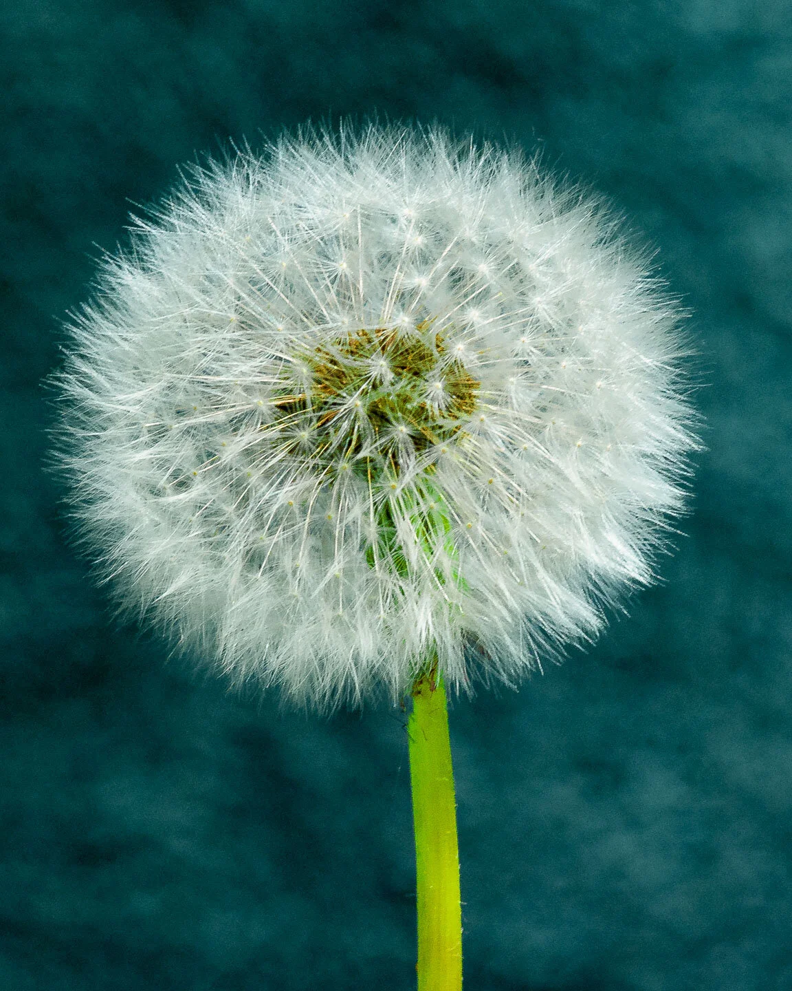 76 Dandelion Edit.jpg