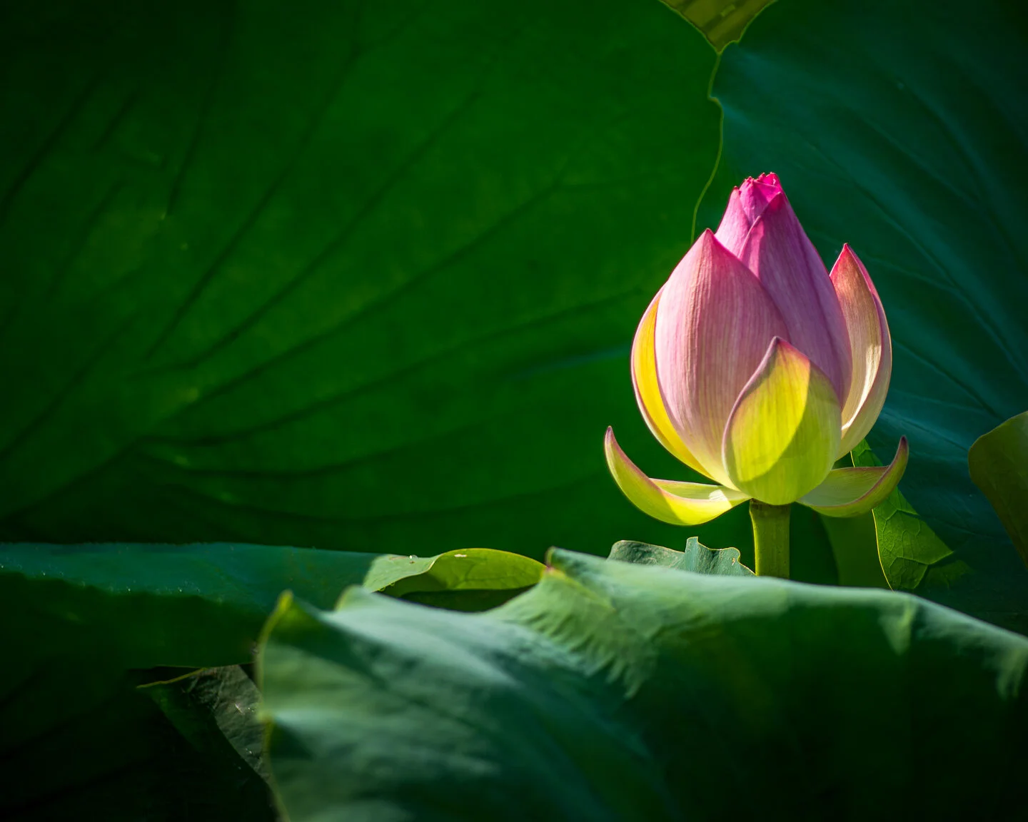 136 Lotus Bud.jpg