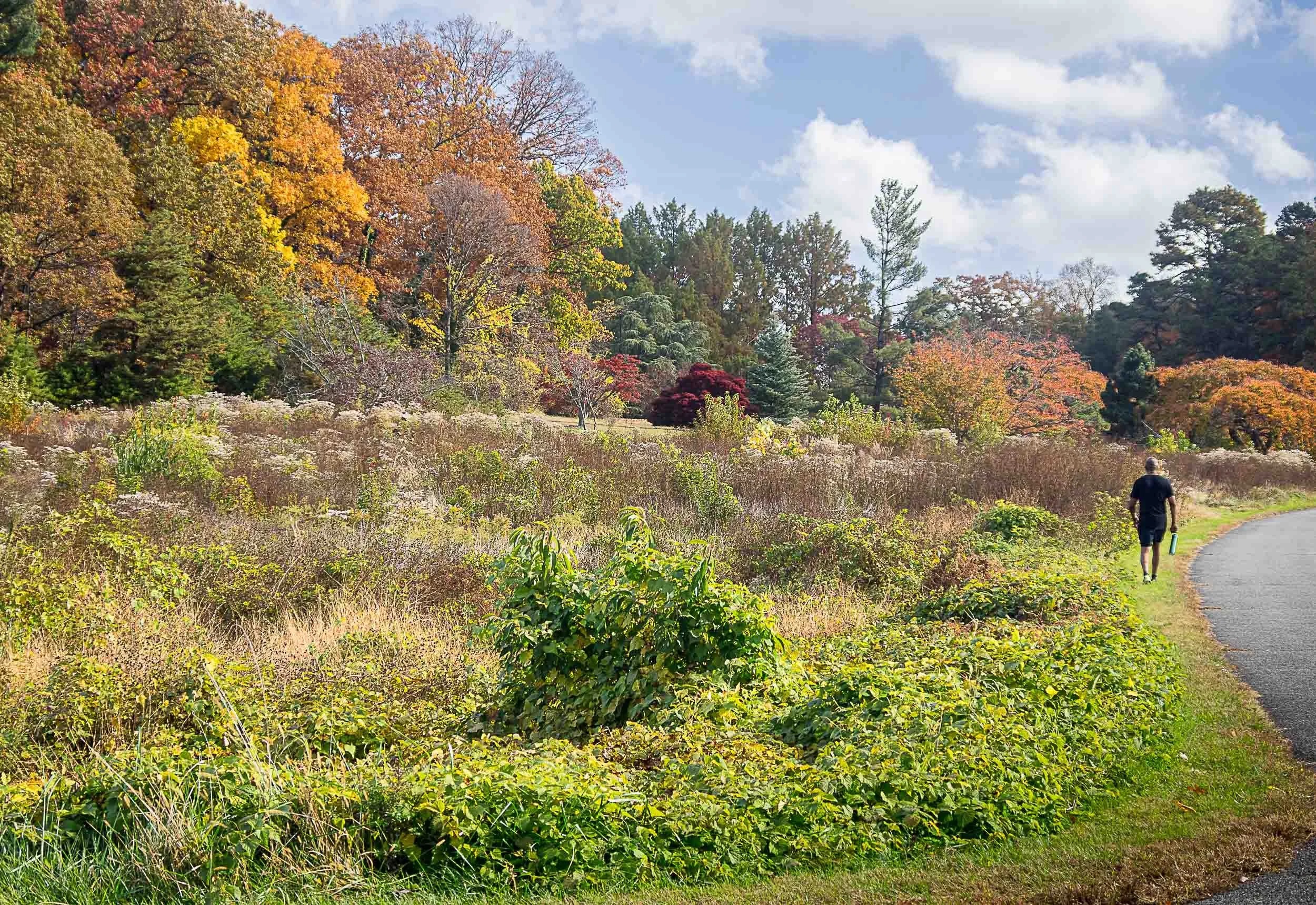 172 Autumn Ramble.jpg