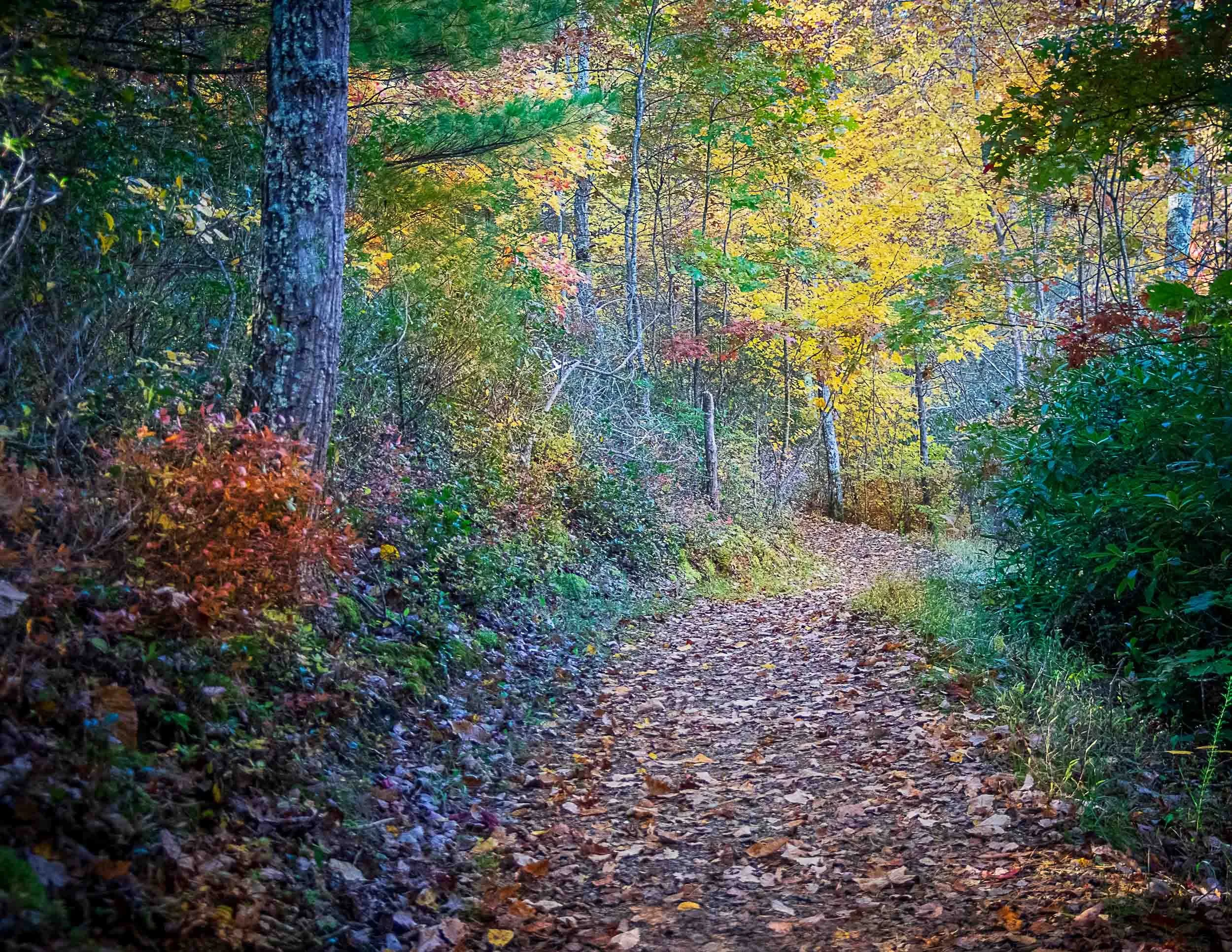 174 Trout Pond Trail.jpg