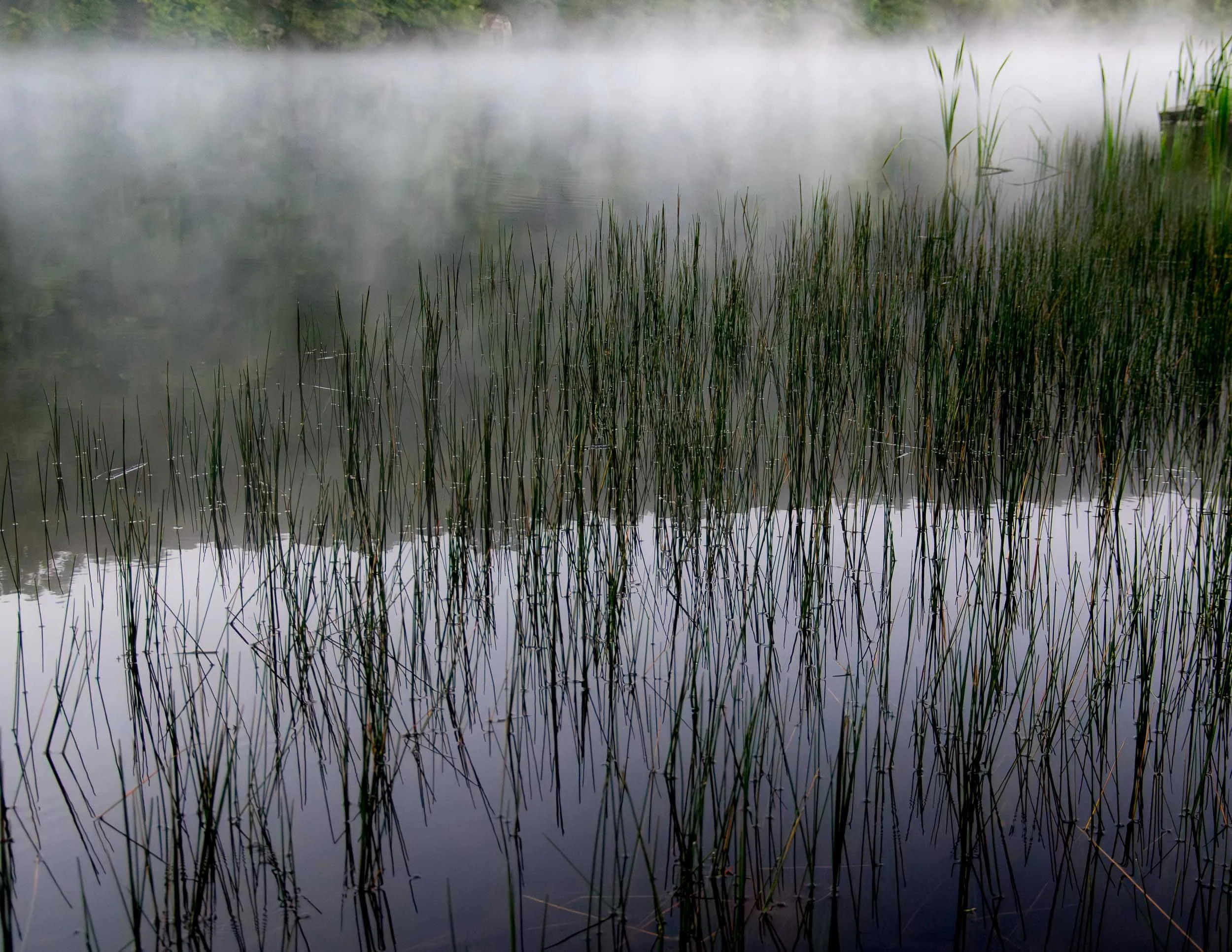 151 Reeds-Enhanced-NR.jpg