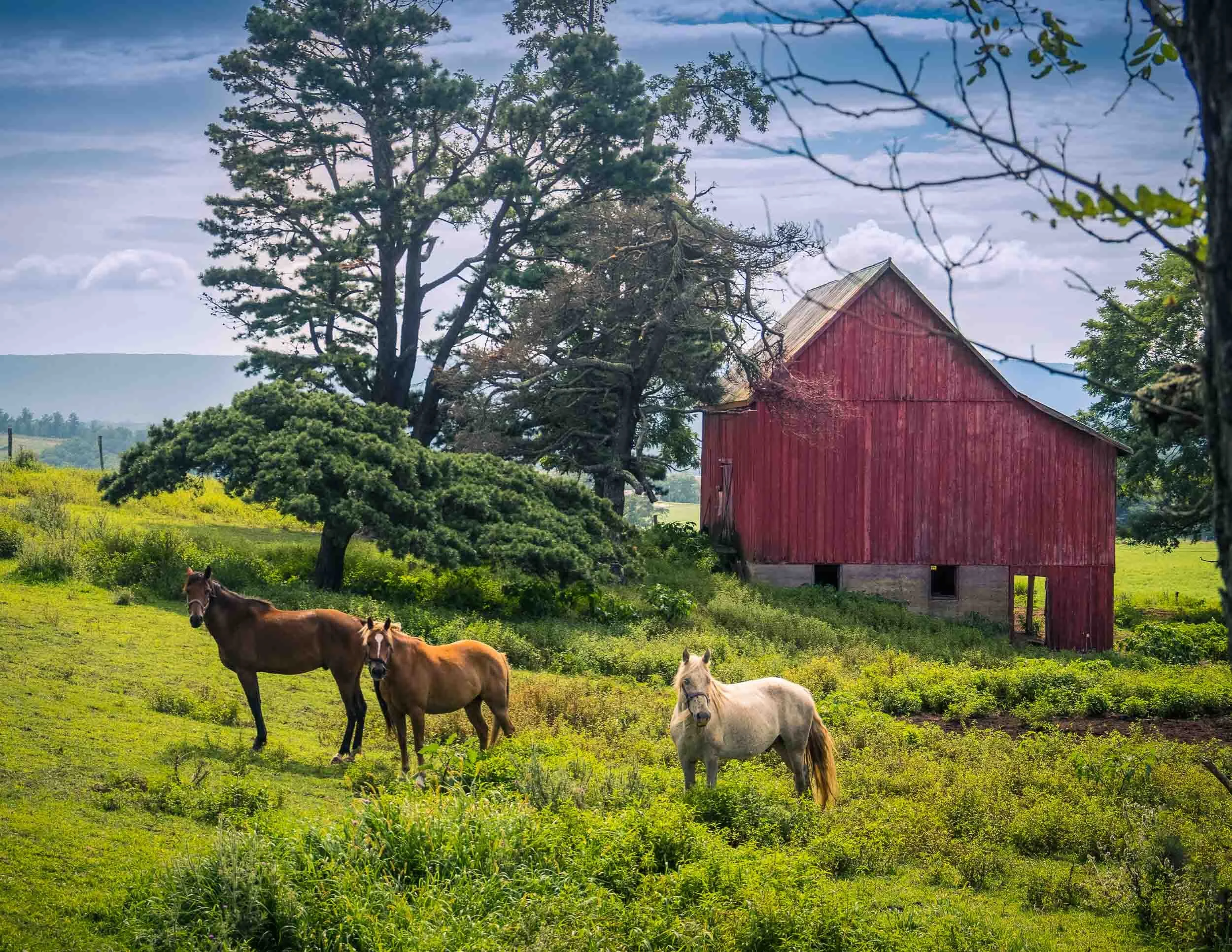 127 Red Barn with Horses.jpg