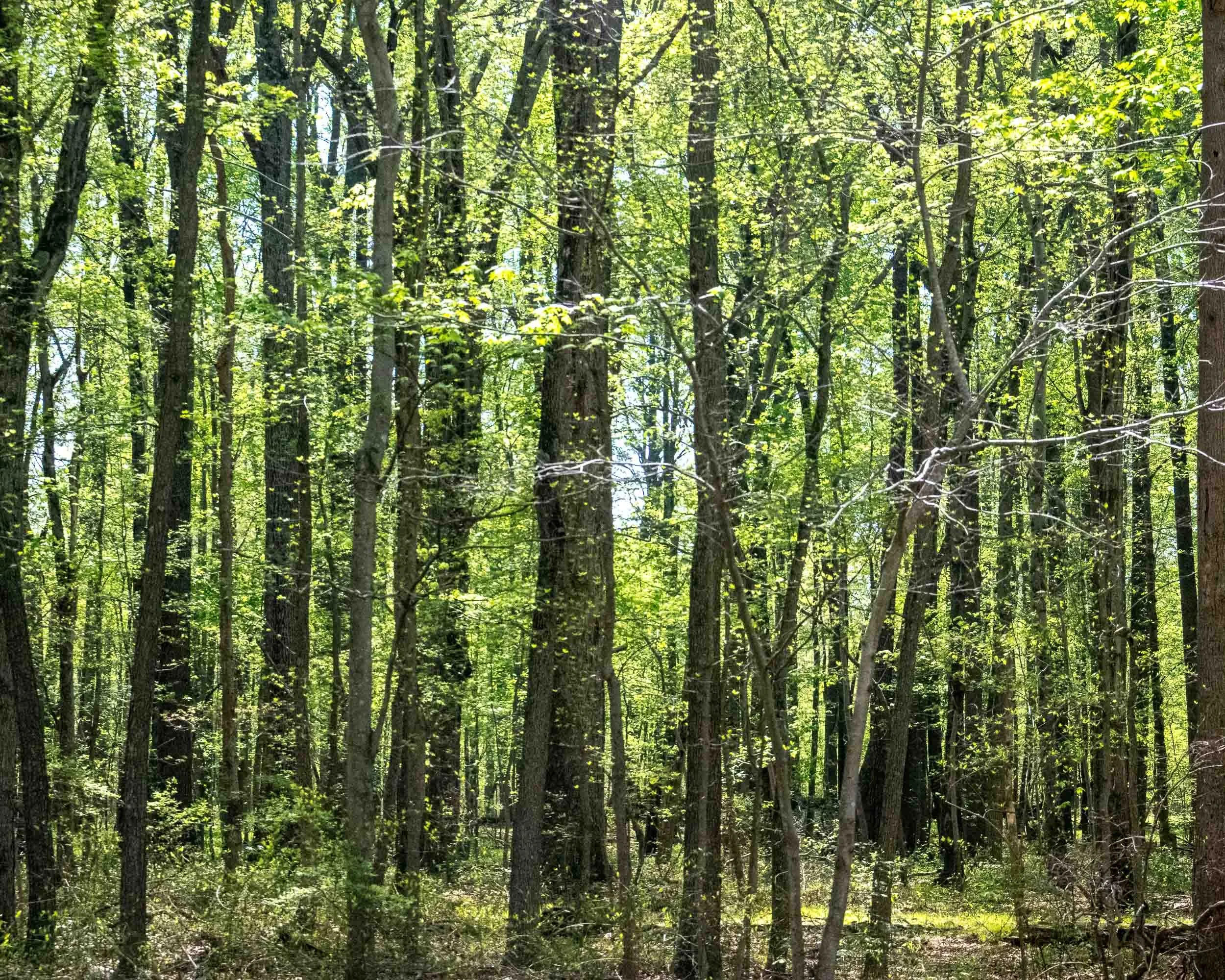 156 Spring Grove.jpg