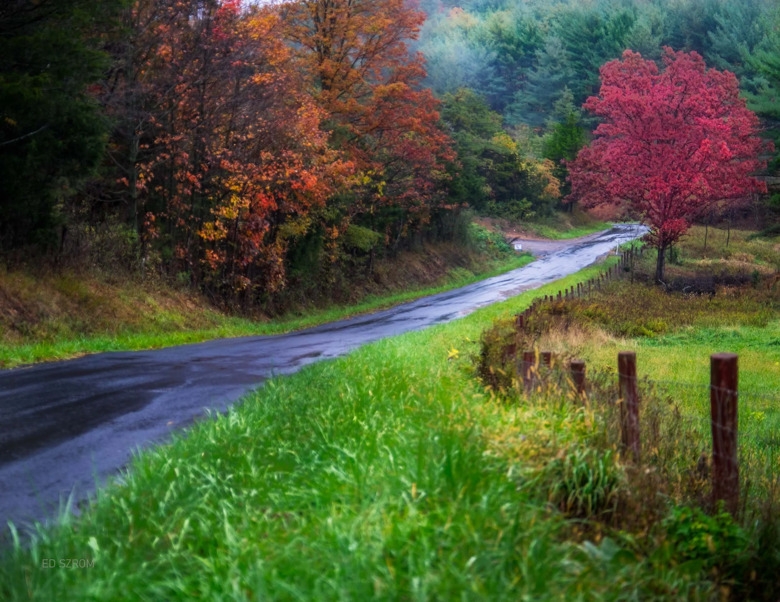190 Country Lane Trees after the Rain.jpg