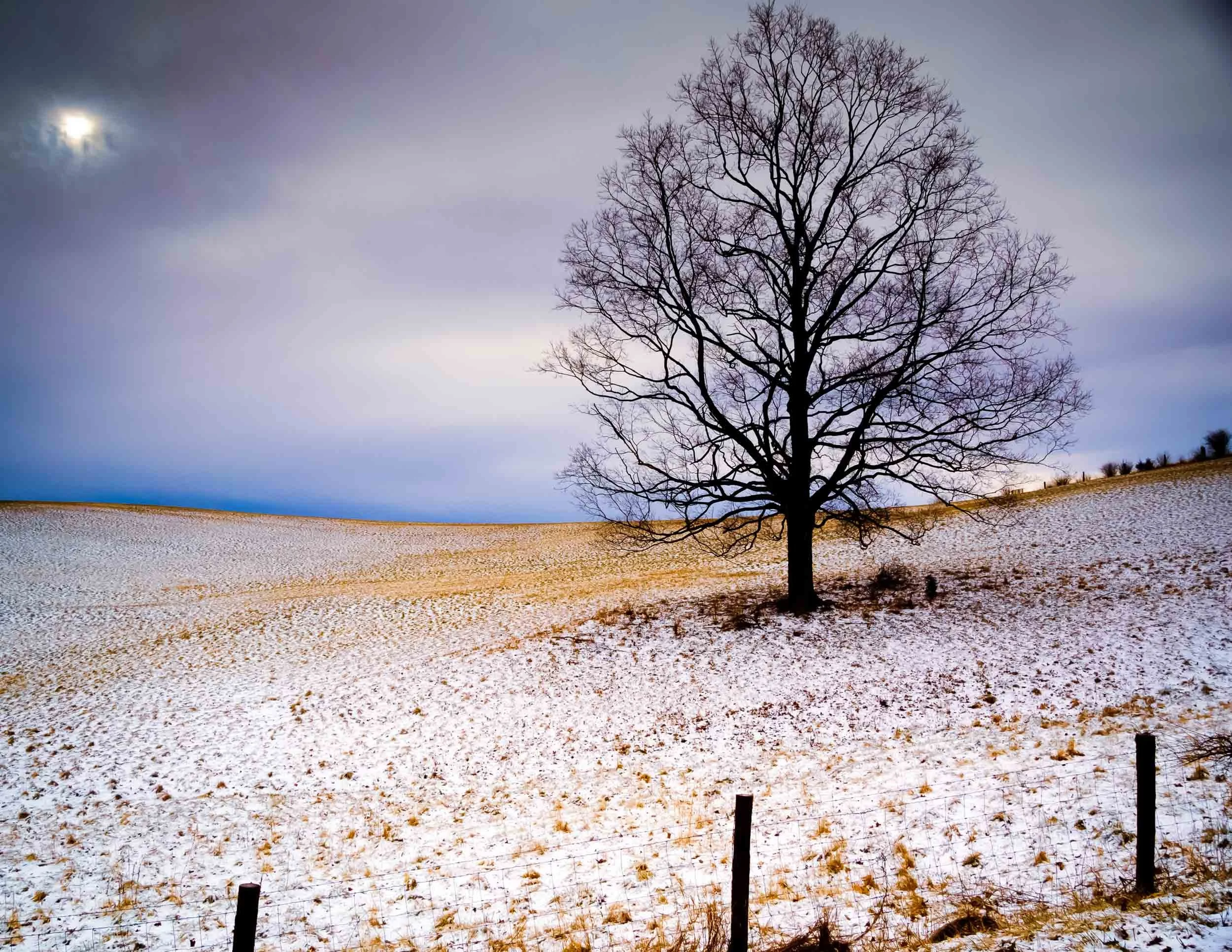 60 Rio Tree Winter WV.jpg