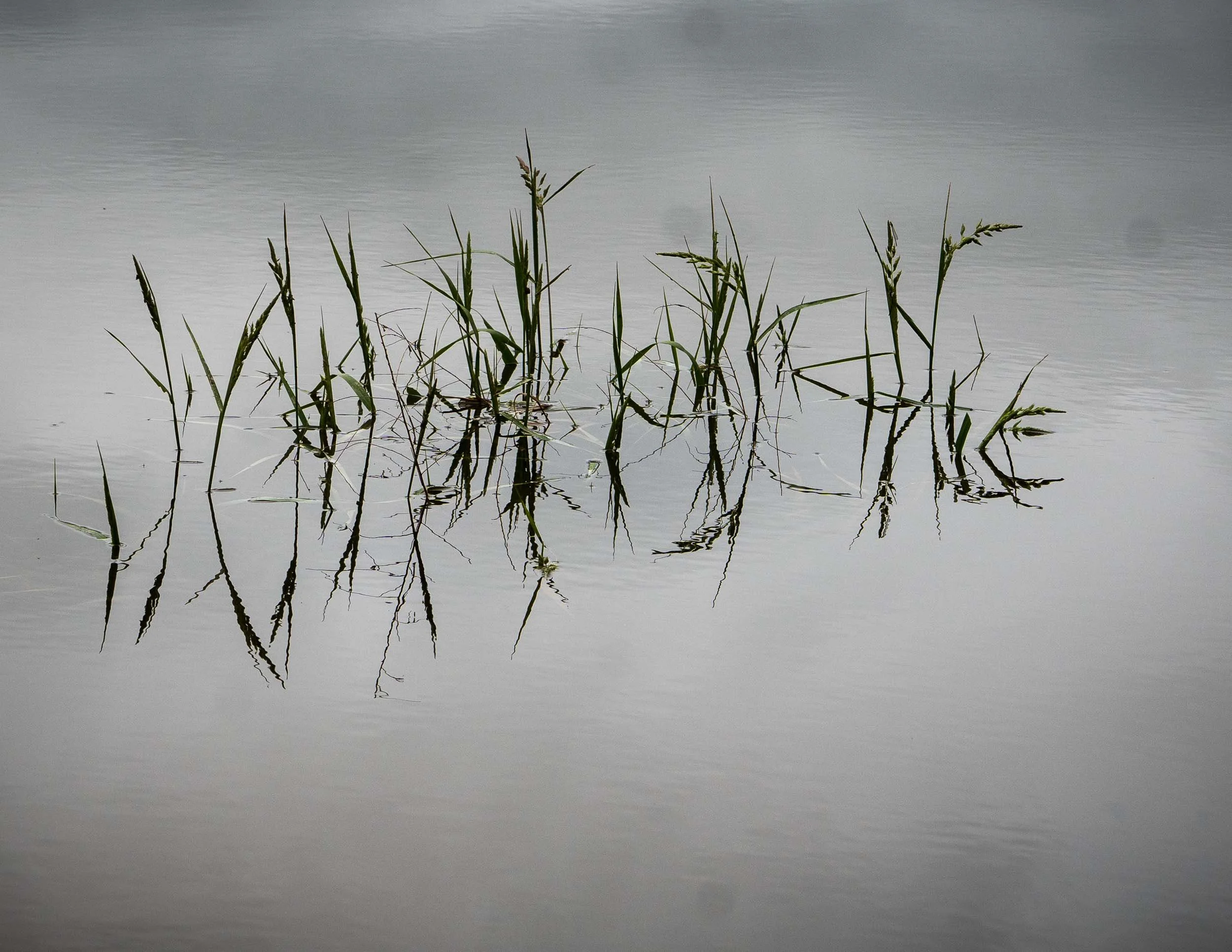 198 Spring Lake Flora_.jpg