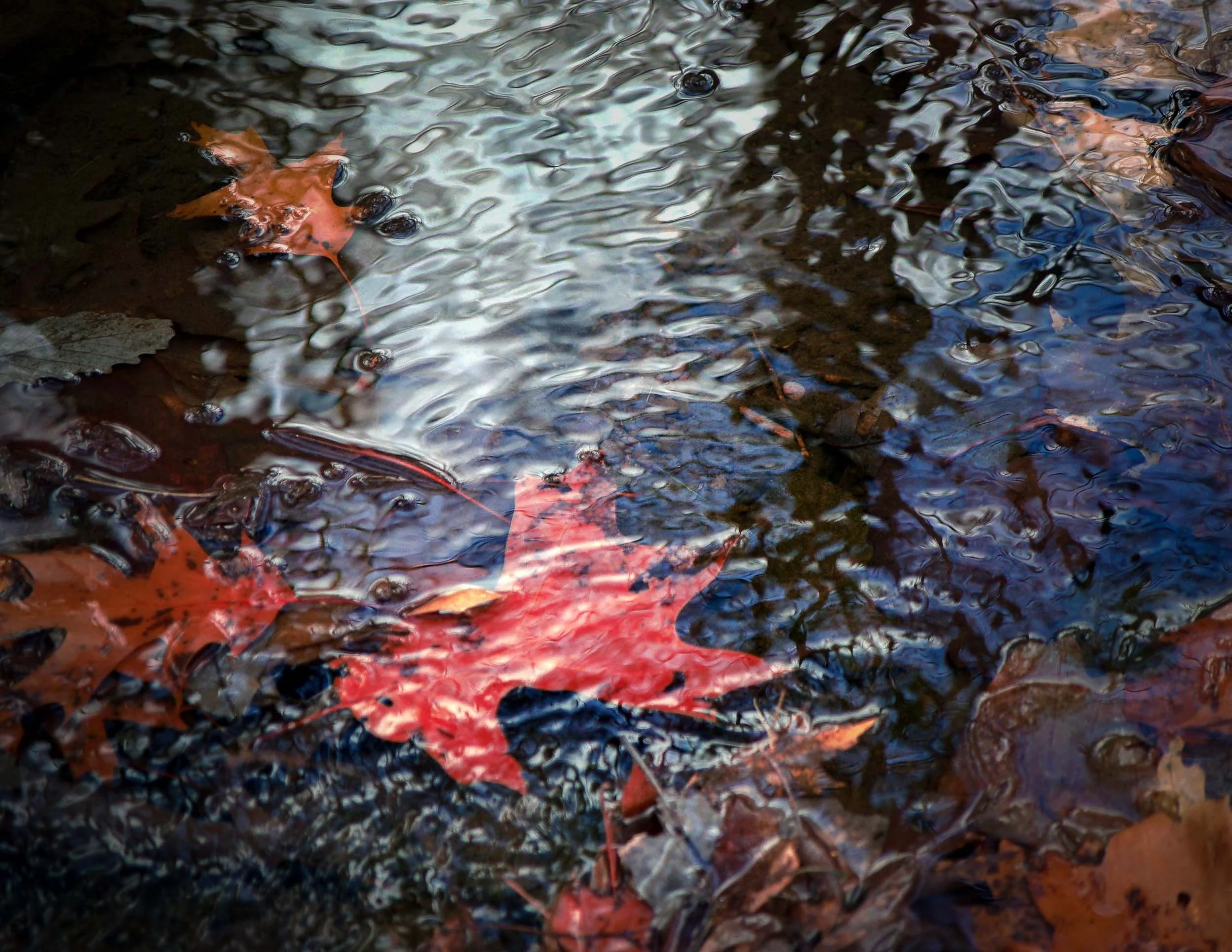 77 Shallow Leaves in a Forest Stream