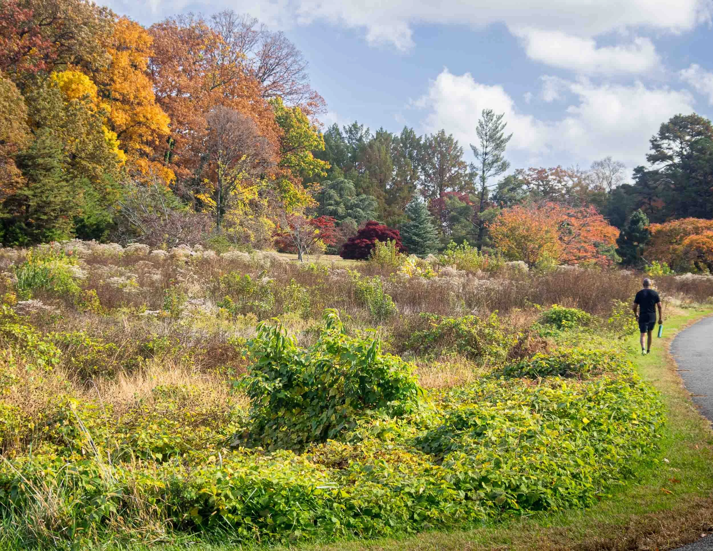 172 Autumn Ramble