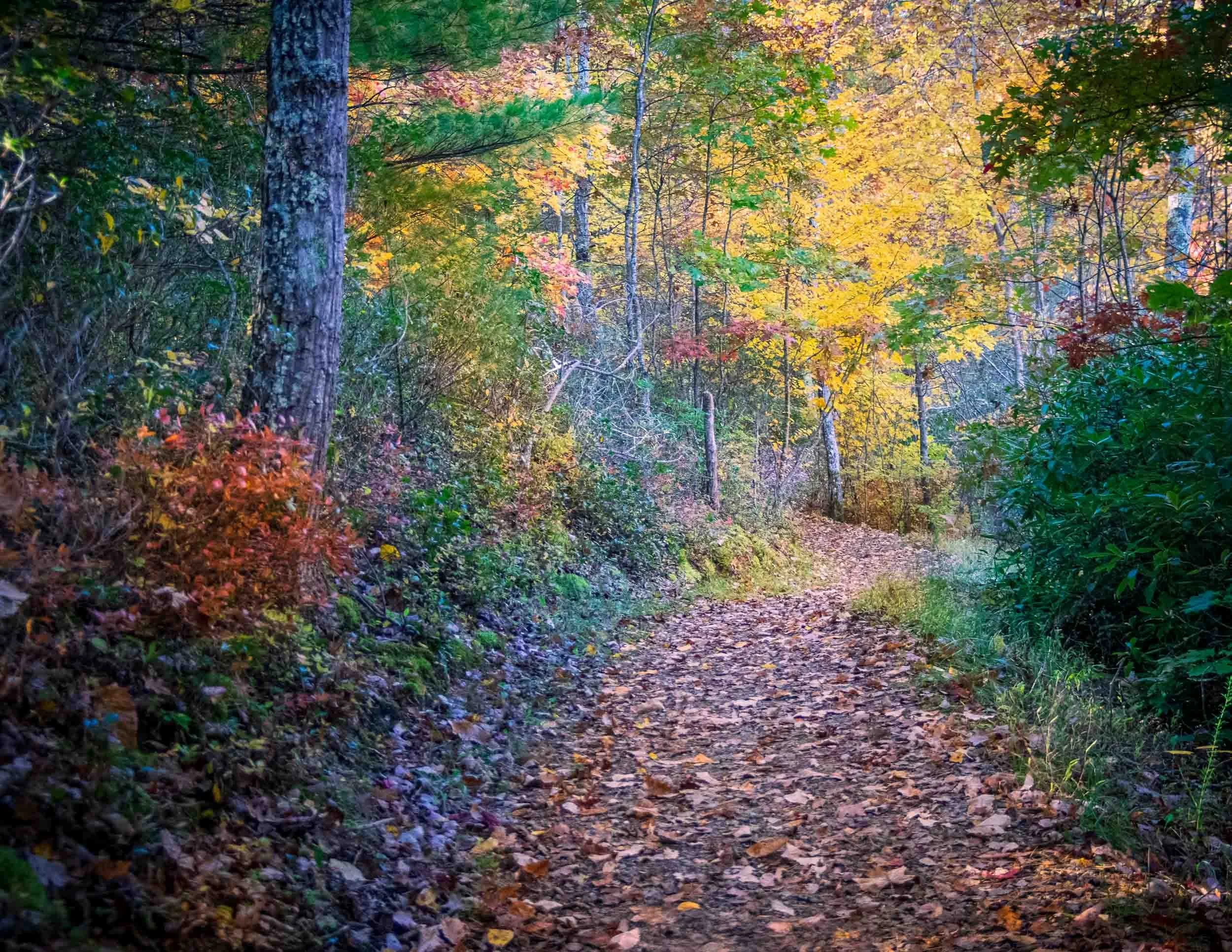 174 Trout Pond Trail