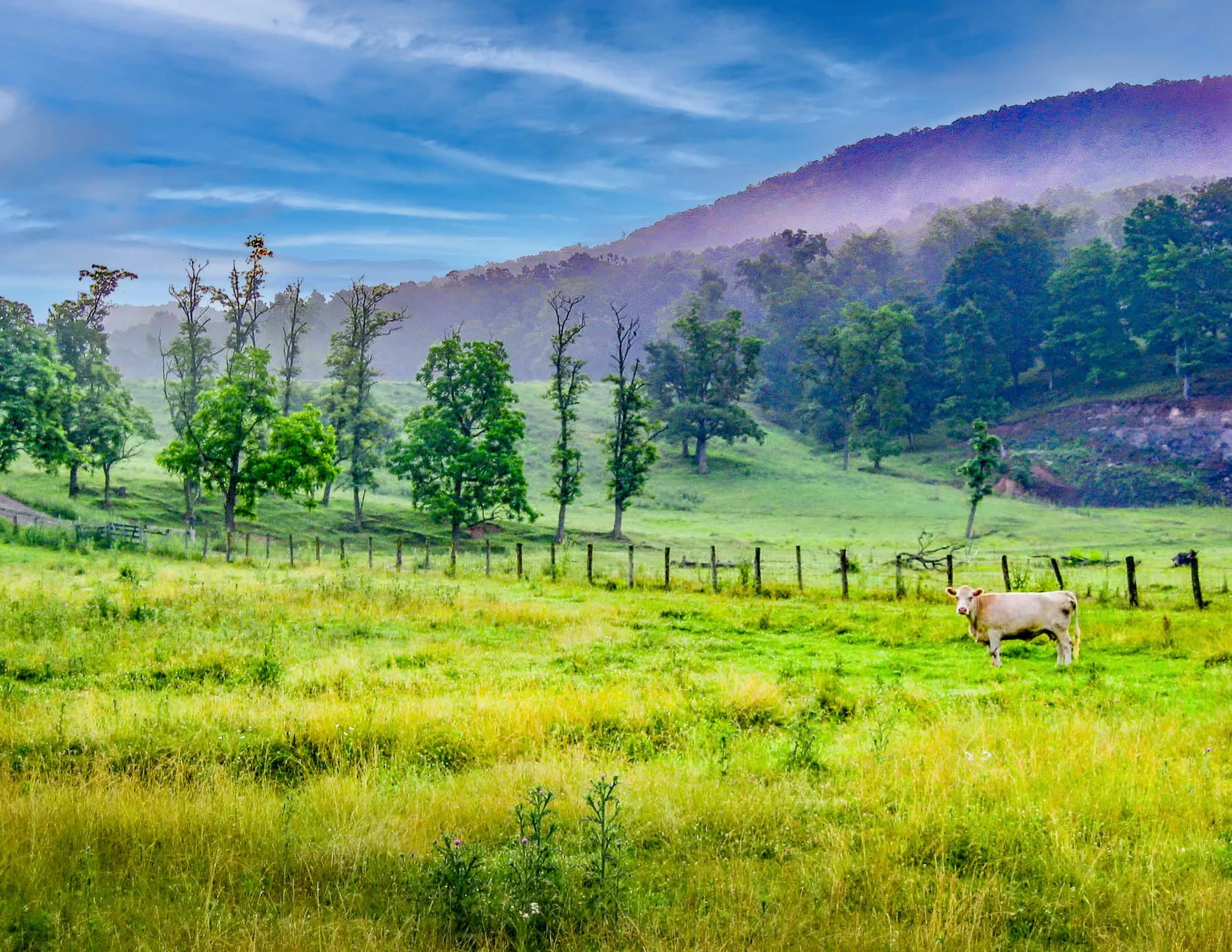 173 Landscape with Cattle