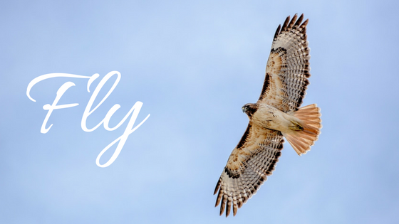 Fly