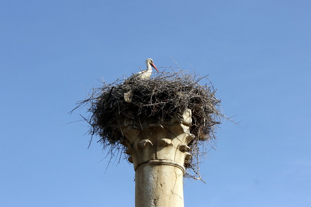 Stork nesting on basilica capital, Volubilis, Morocco (2016).